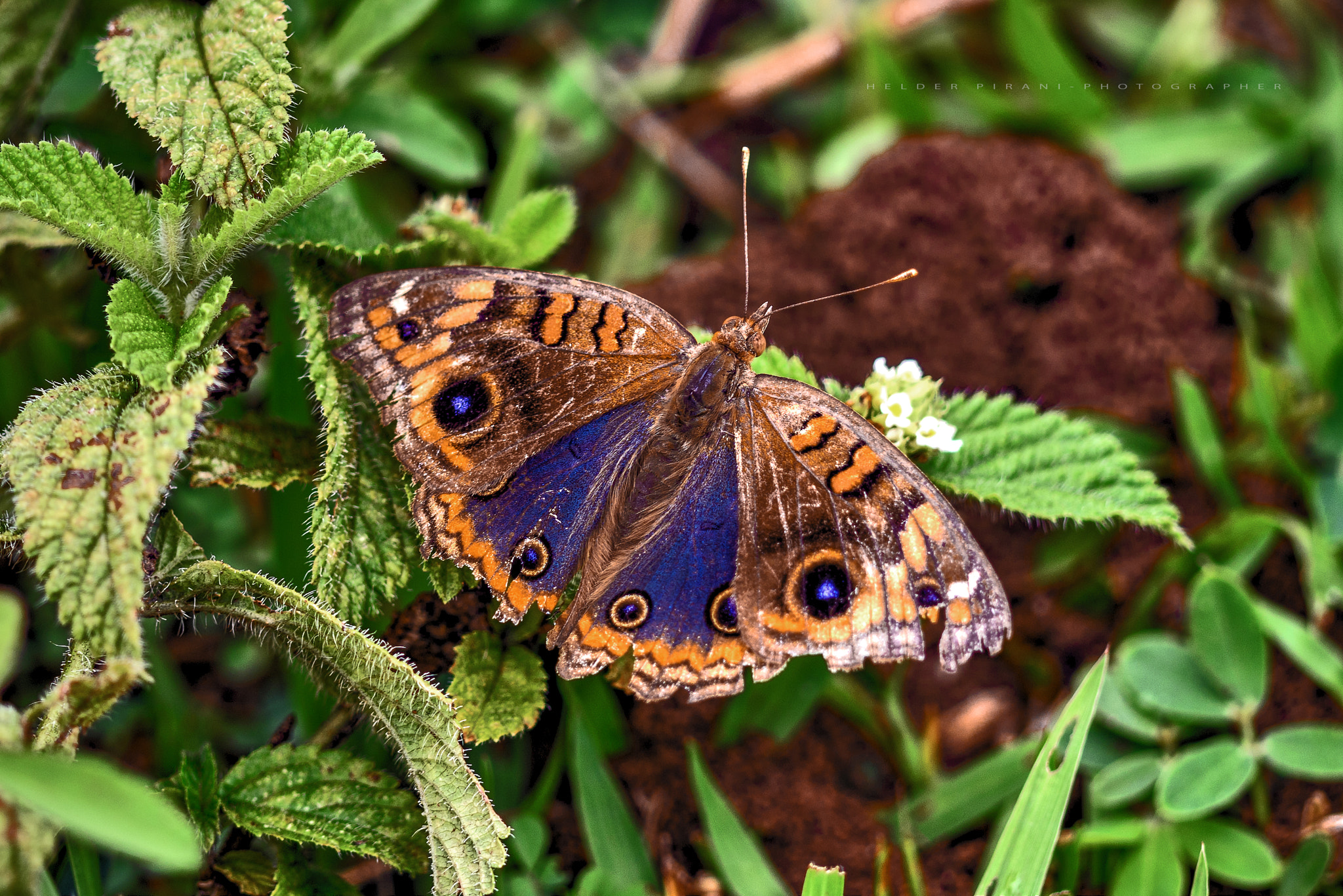 Sigma 105mm F2.8 EX DG OS HSM sample photo. Junonia evarete photography