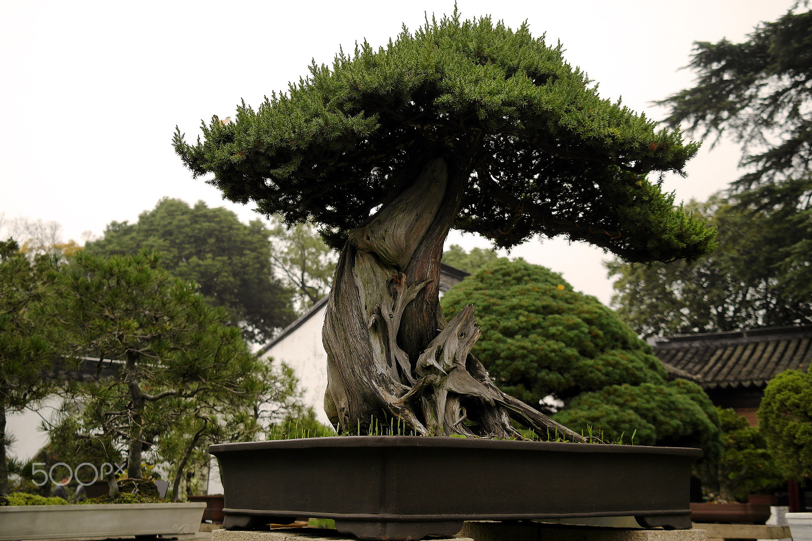 Samsung NX200 sample photo. Bonsai. decorative tree photography