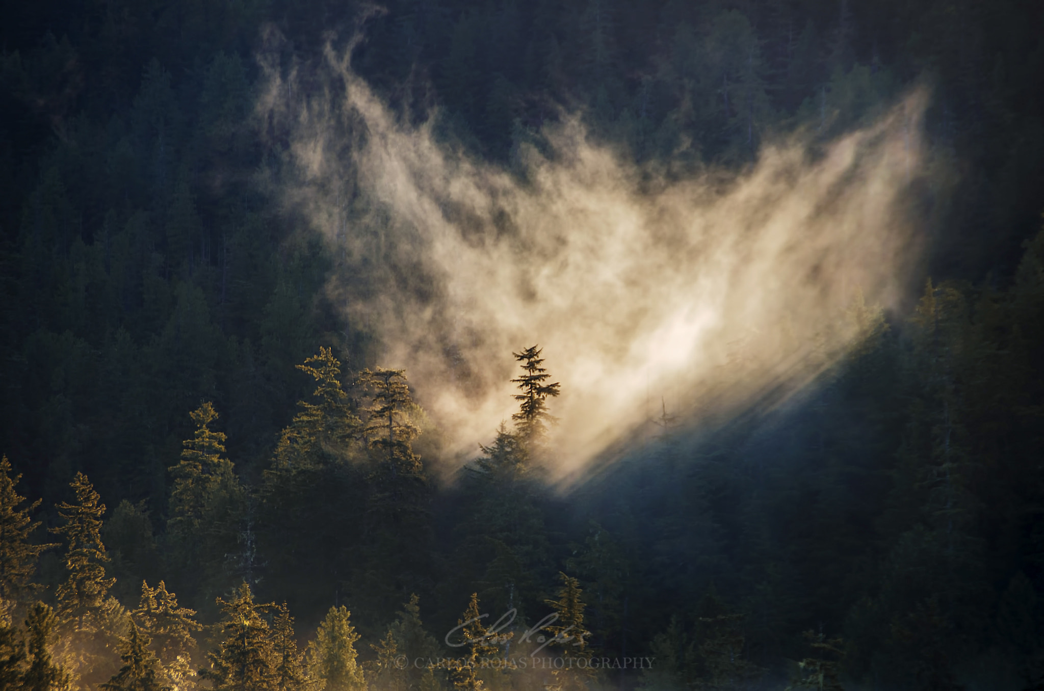 Tamron AF 18-200mm F3.5-6.3 XR Di II LD Aspherical (IF) Macro sample photo. Angels in the forest photography