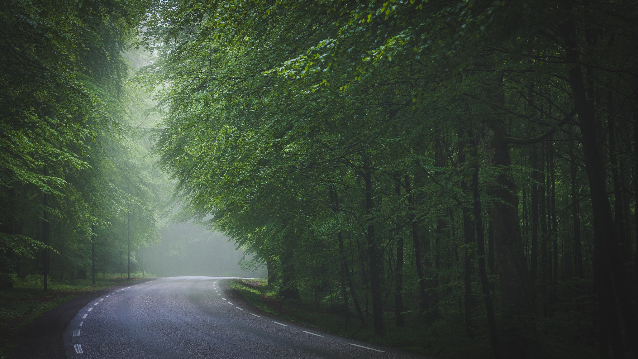 Canon EOS 40D + Canon EF 50mm F1.4 USM sample photo. Misty forest photography