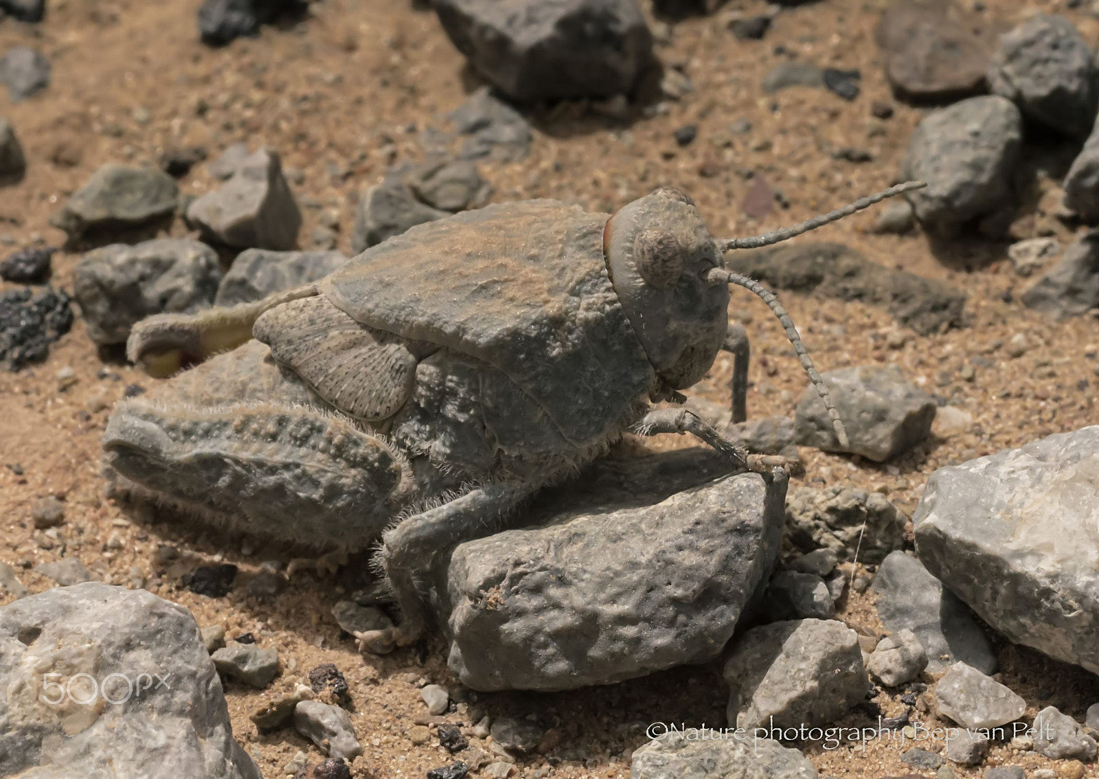 Nikon D7000 + Sigma 50mm F2.8 EX DG Macro sample photo. Like a stone, this grasshopper photography