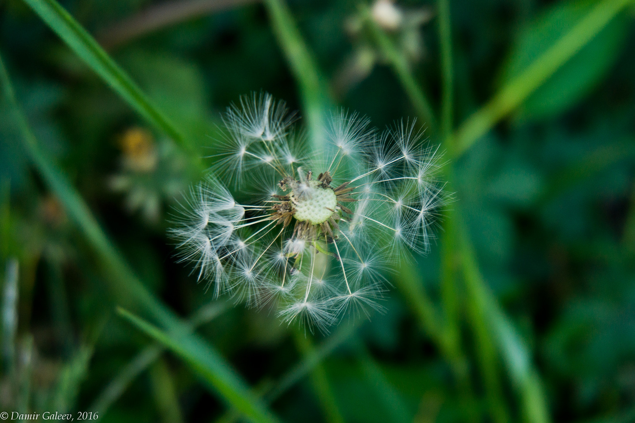 Sony Alpha NEX-7 sample photo. Dandelion photography
