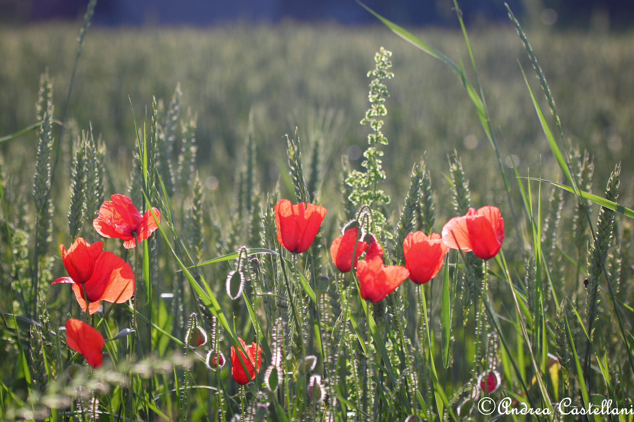 Canon EOS 500D (EOS Rebel T1i / EOS Kiss X3) + Canon EF 100-400mm F4.5-5.6L IS USM sample photo. Backlight poppies & wheat photography