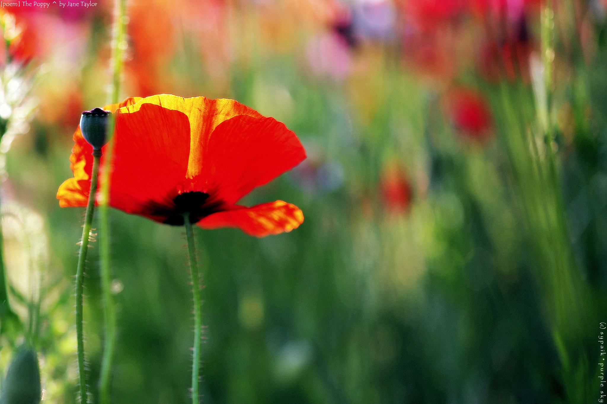 Nikon AF-S Micro-Nikkor 60mm F2.8G ED sample photo. The poppy photography