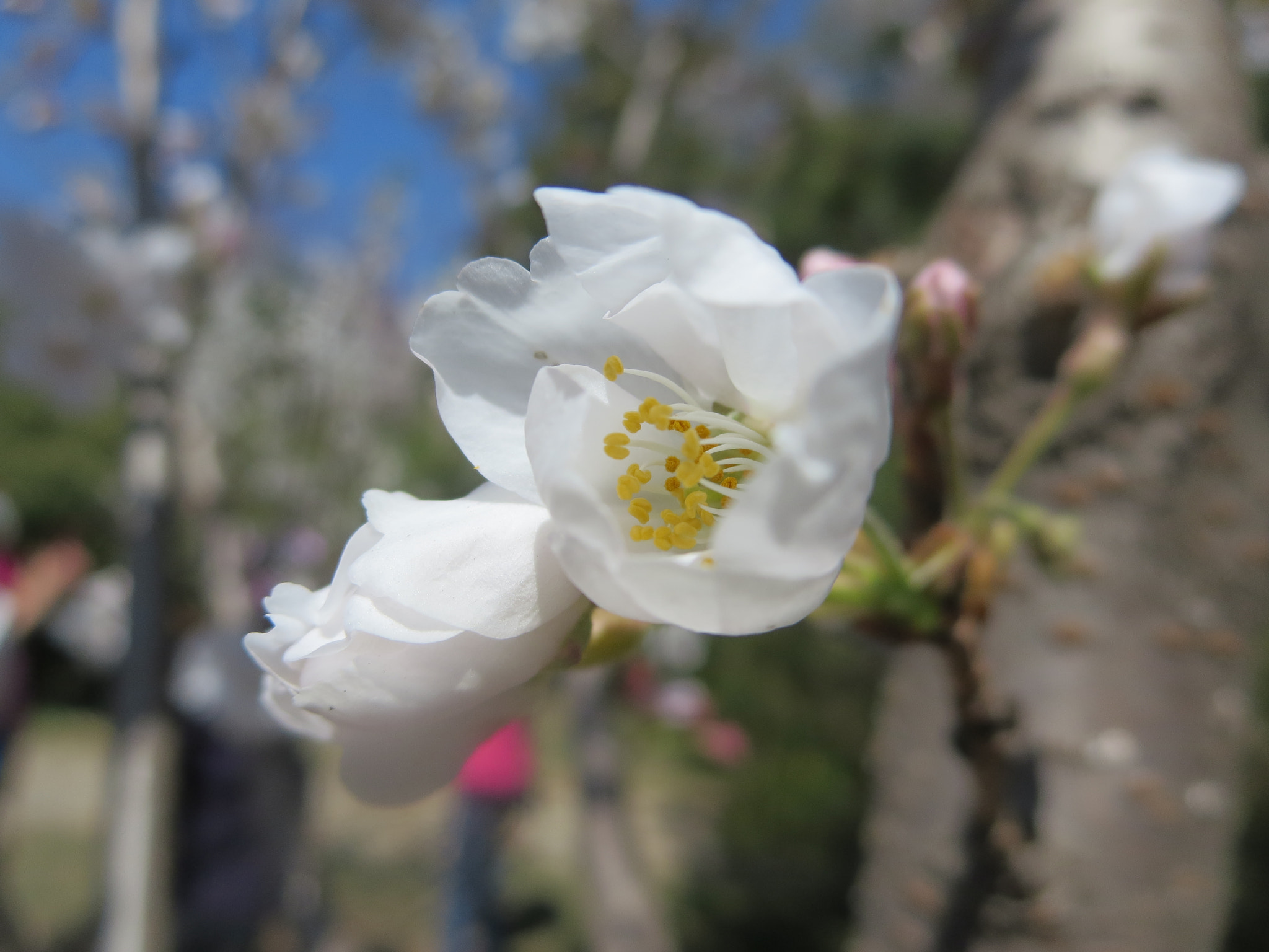 Canon PowerShot ELPH 330 HS (IXUS 255 HS / IXY 610F) sample photo. White flowers photography