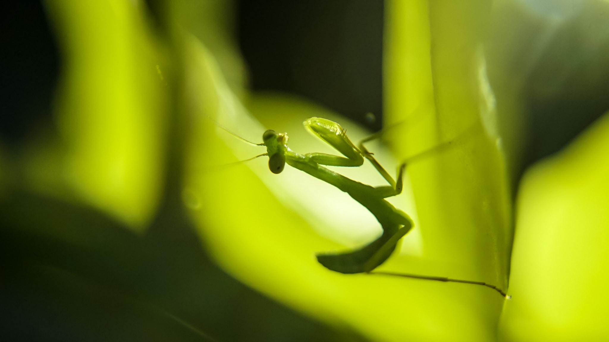 Sony a7S II sample photo. Mantis photography