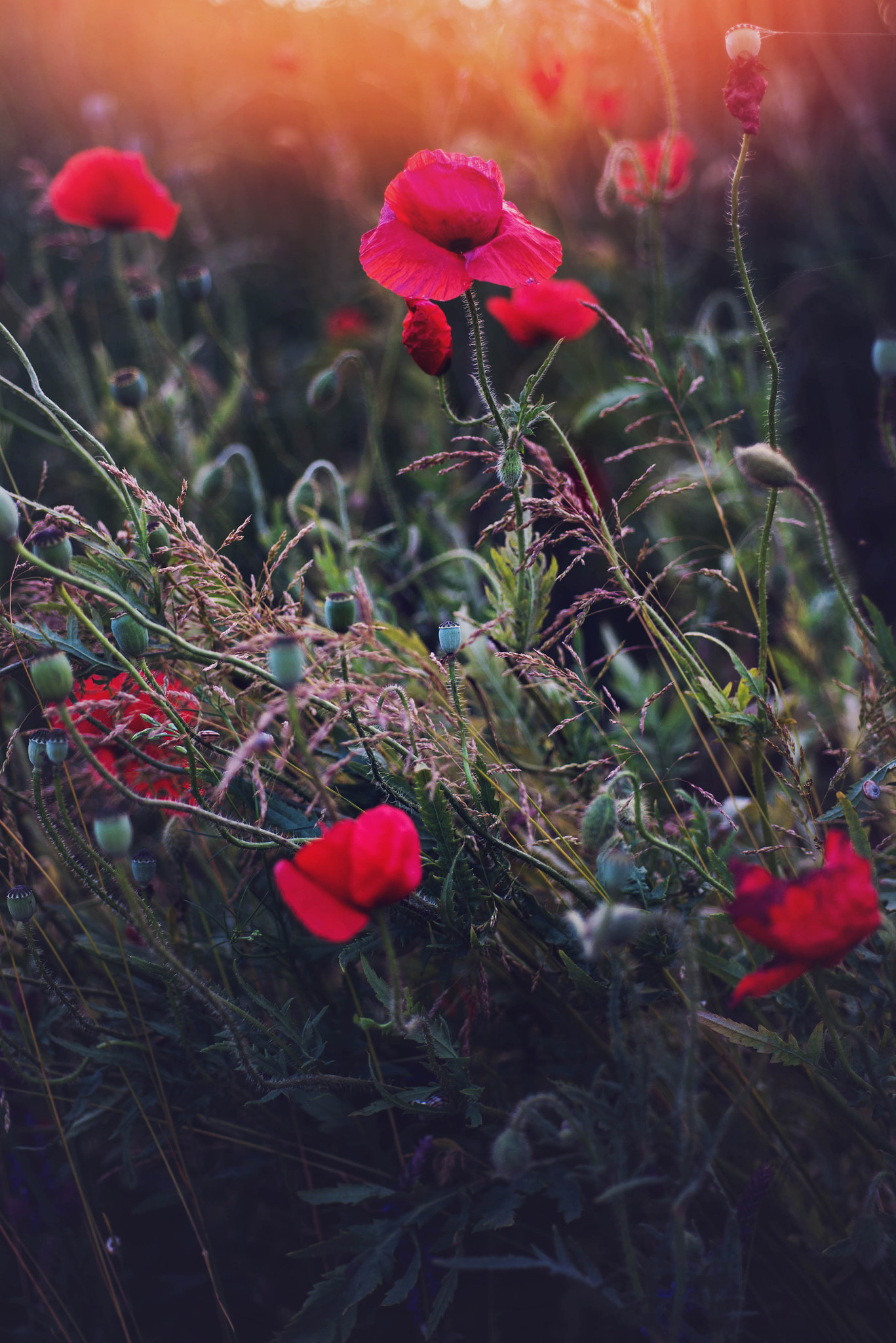 Nikon D610 + Nikon AF Micro-Nikkor 60mm F2.8D sample photo. Red summer photography
