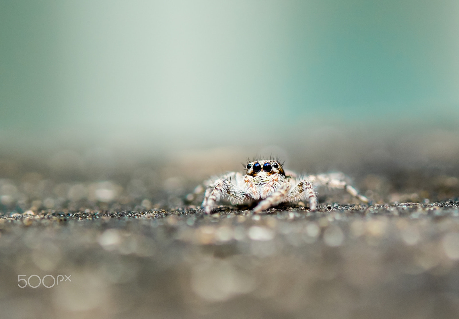 Fujifilm X-E1 + Fujifilm XF 60mm F2.4 R Macro sample photo. Jumping spider photography