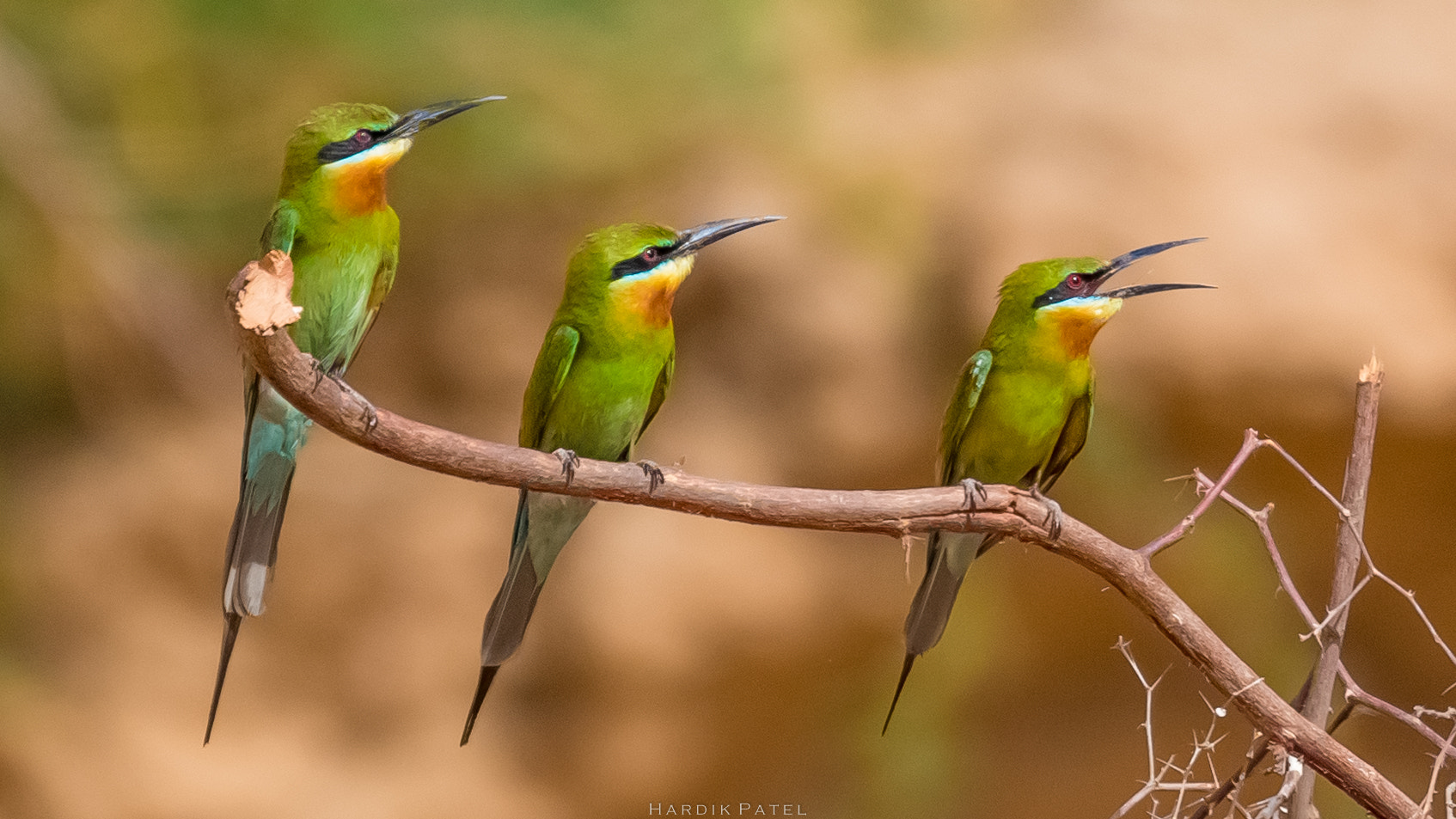 Nikon D5 sample photo. Blue tailed bee eater photography