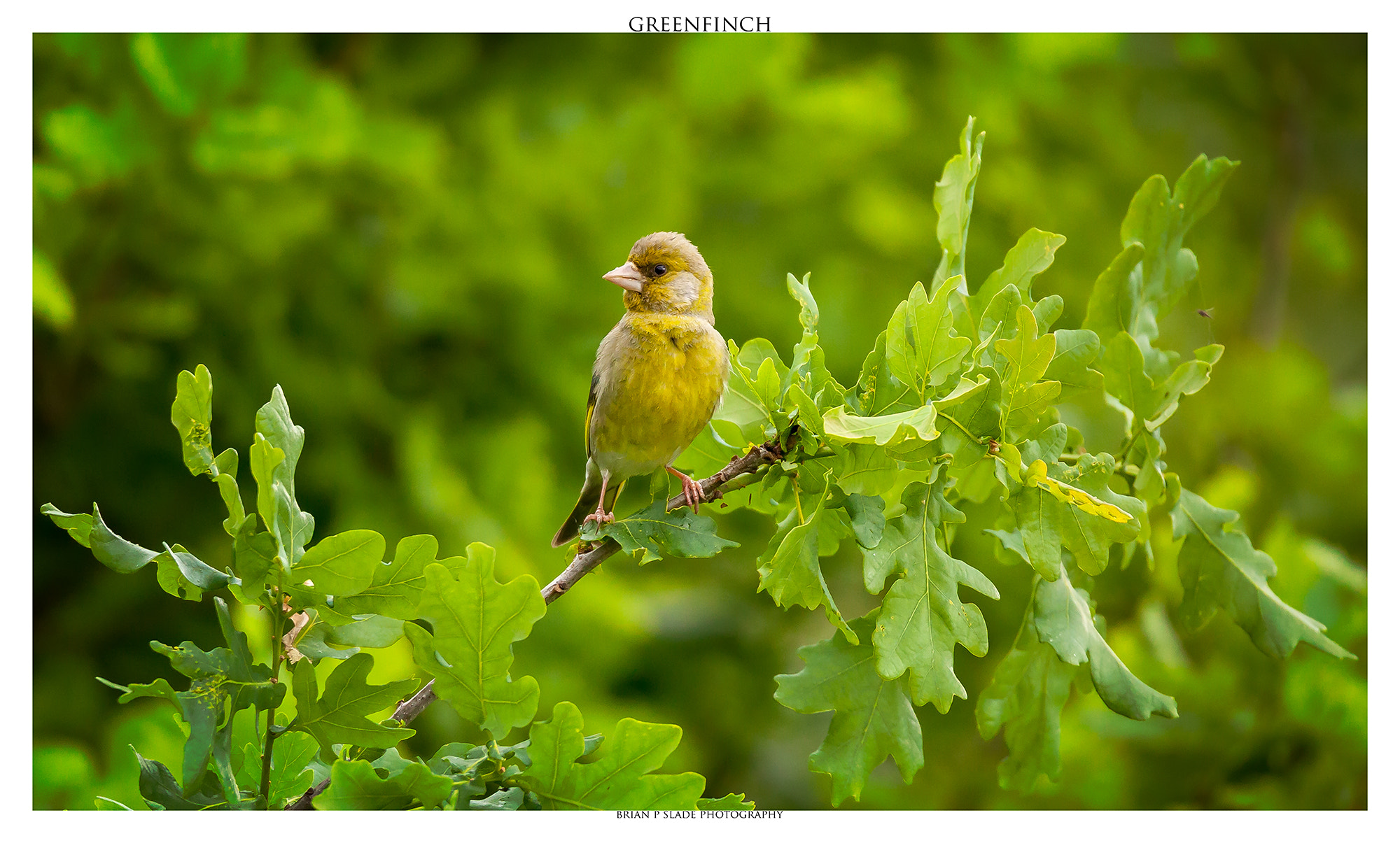 Canon EOS 5D Mark II + Sigma 150-600mm F5-6.3 DG OS HSM | C sample photo. Greenfinch photography