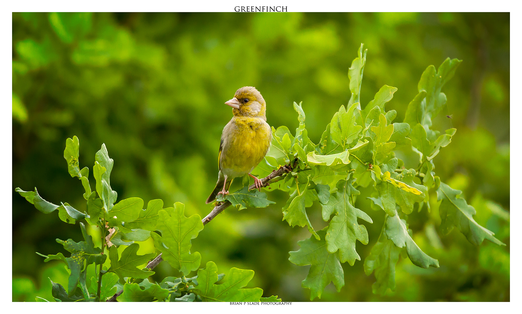 Sigma 150-600mm F5-6.3 DG OS HSM | C sample photo. Greenfinch photography