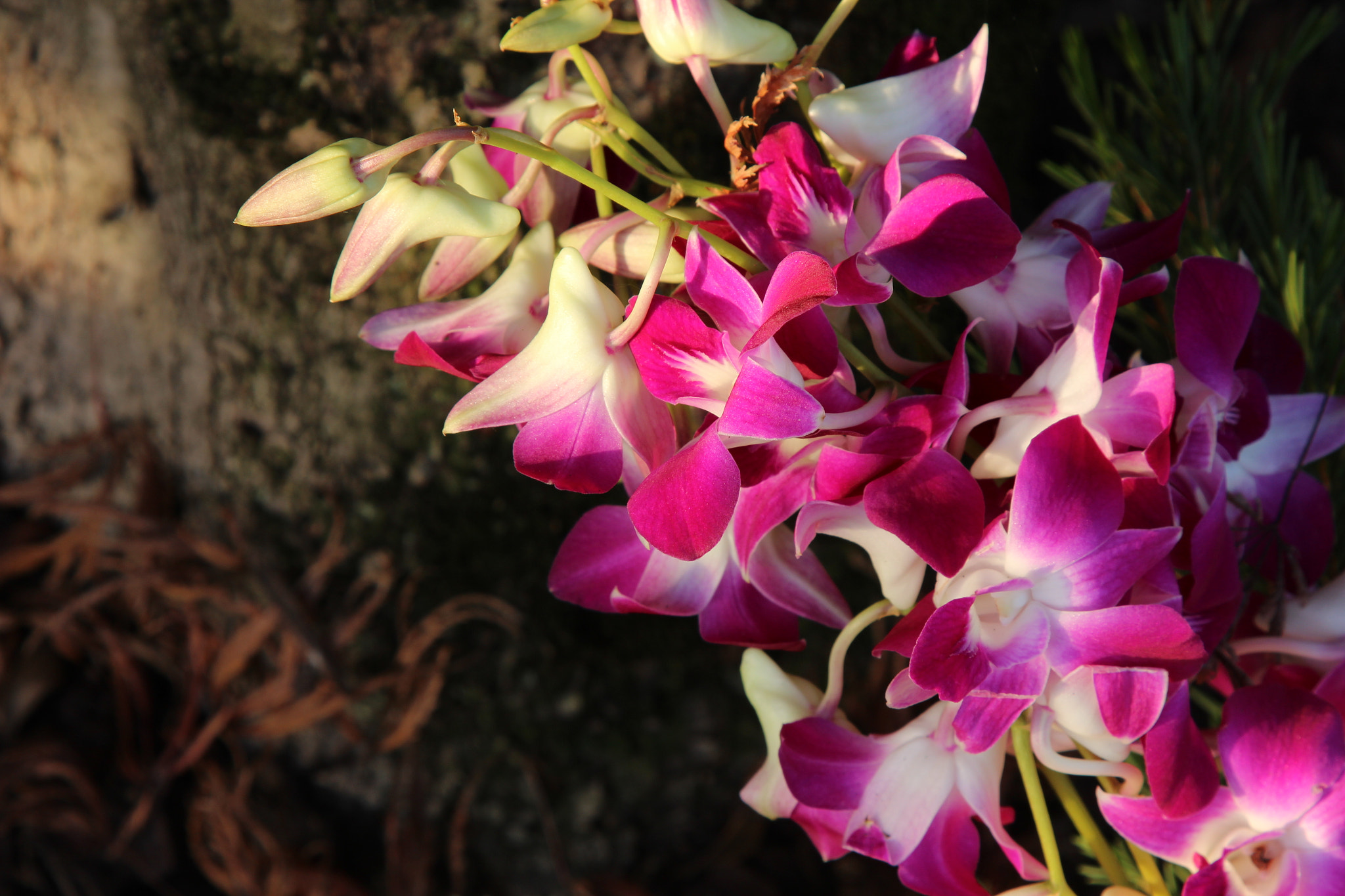 Canon EOS 600D (Rebel EOS T3i / EOS Kiss X5) sample photo. Orchid photography