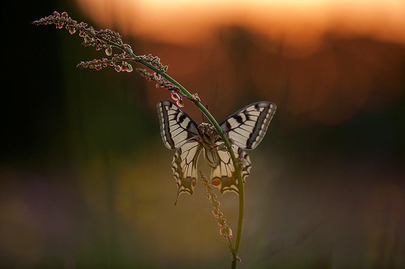 Canon EF 180mm F3.5L Macro USM sample photo. Swallowtail photography