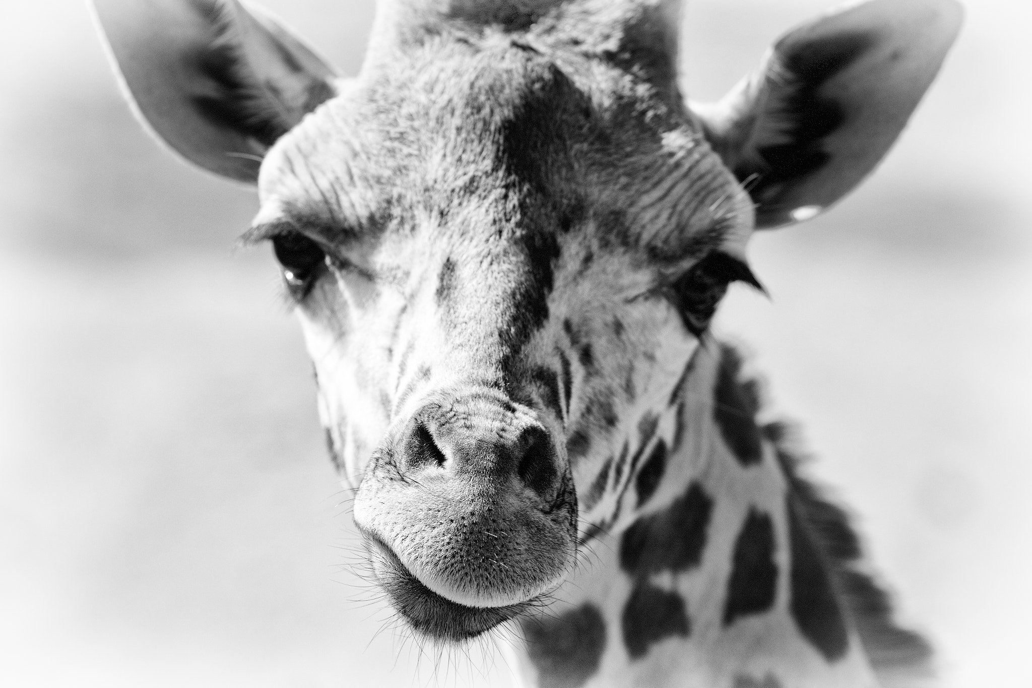 Canon EF 200mm f/2.8L sample photo. Hairy mouth photography