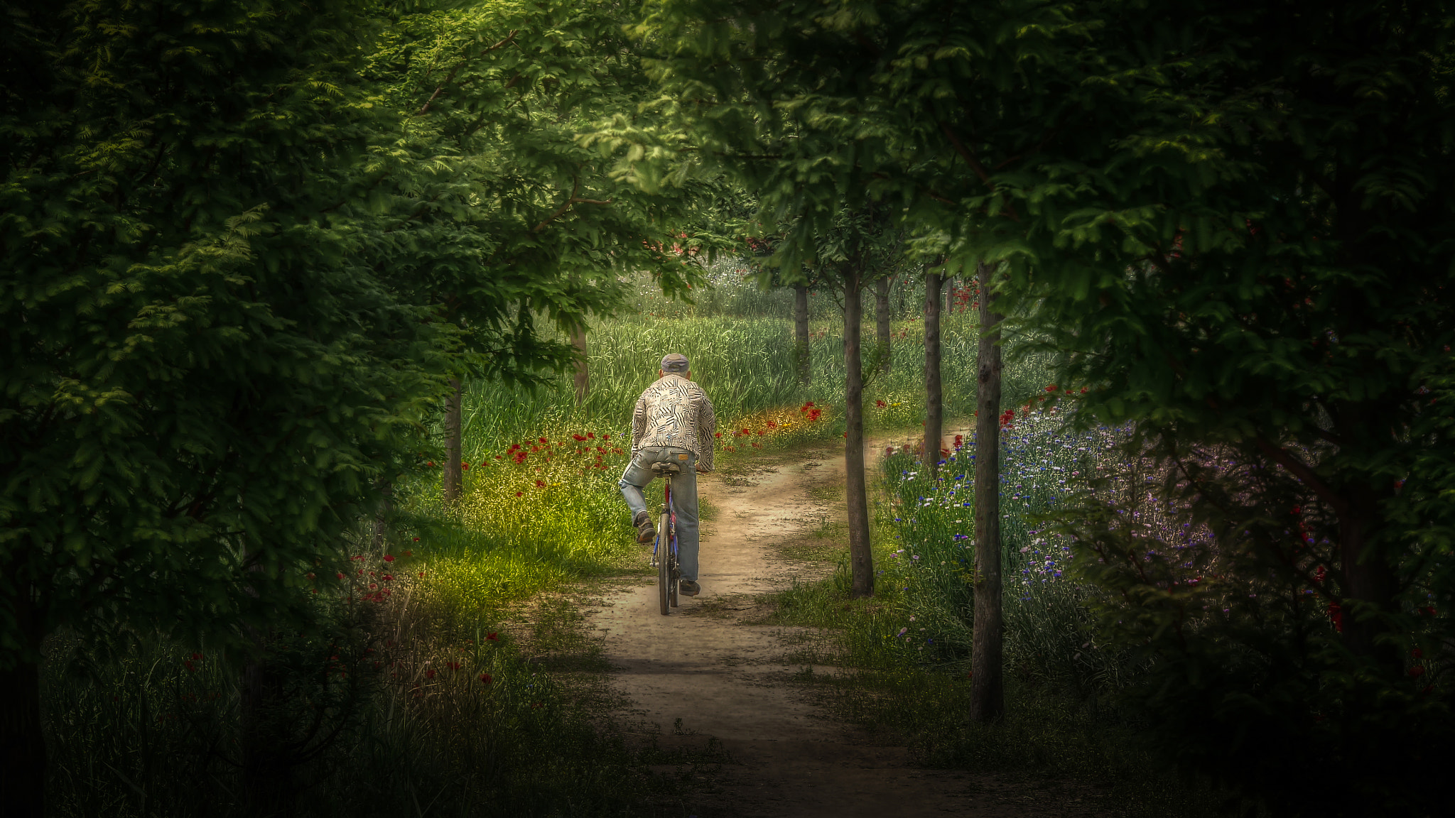 Panasonic Lumix G X Vario 35-100mm F2.8 OIS sample photo. Forest road photography
