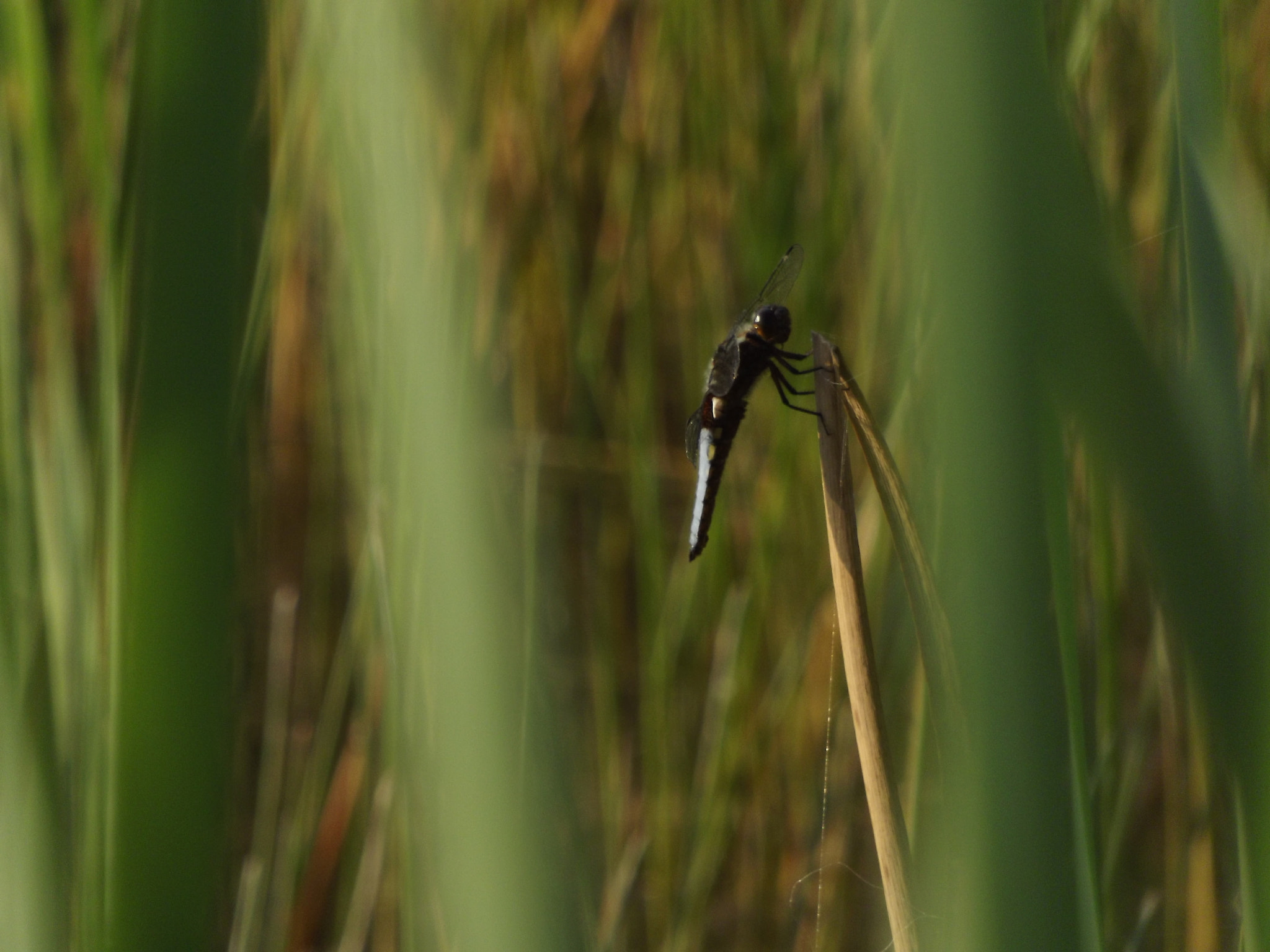 Fujifilm FinePix S3400 sample photo. Dragonfly photography
