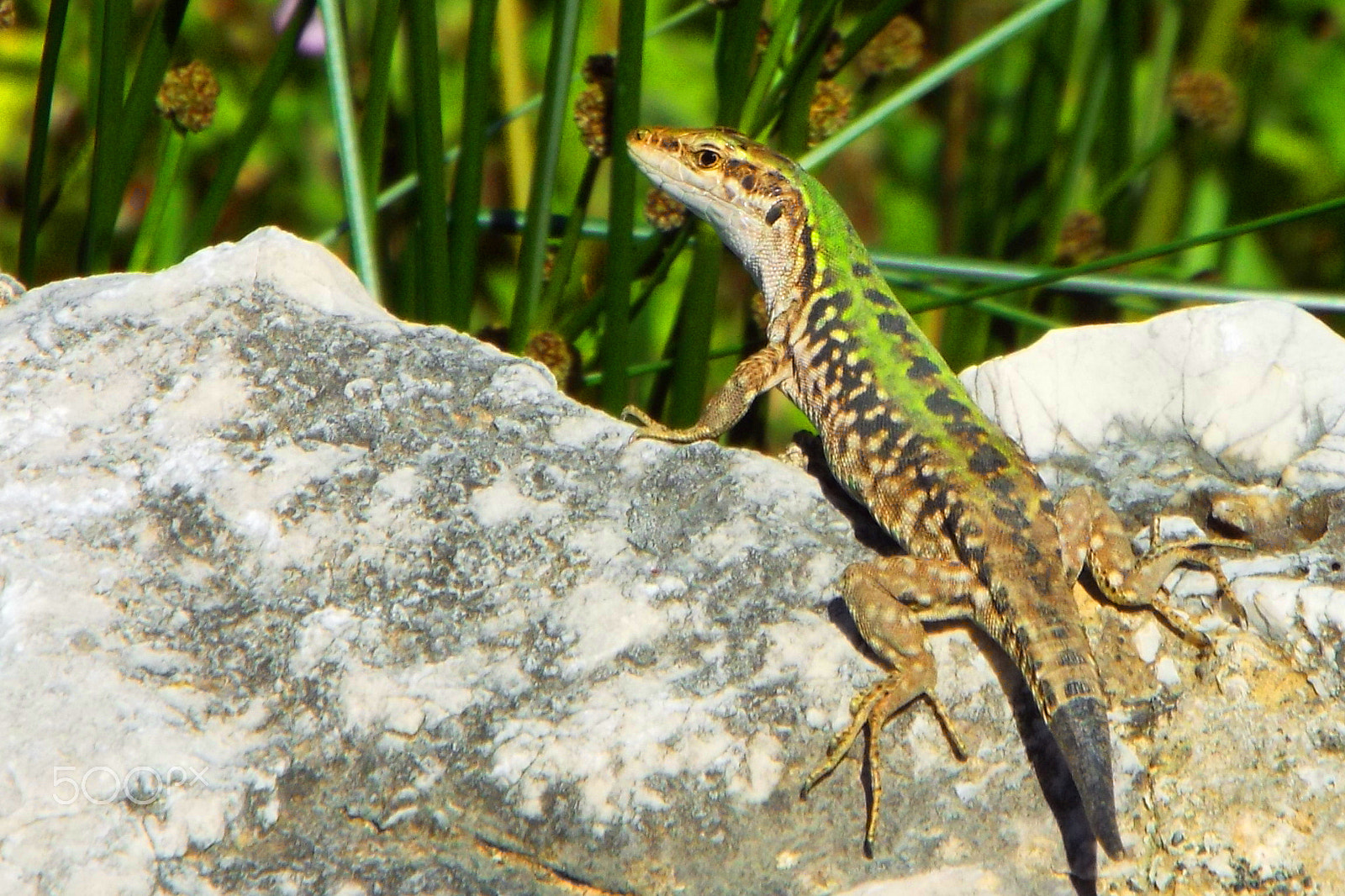 Fujifilm FinePix S9800 sample photo. Lizard photography