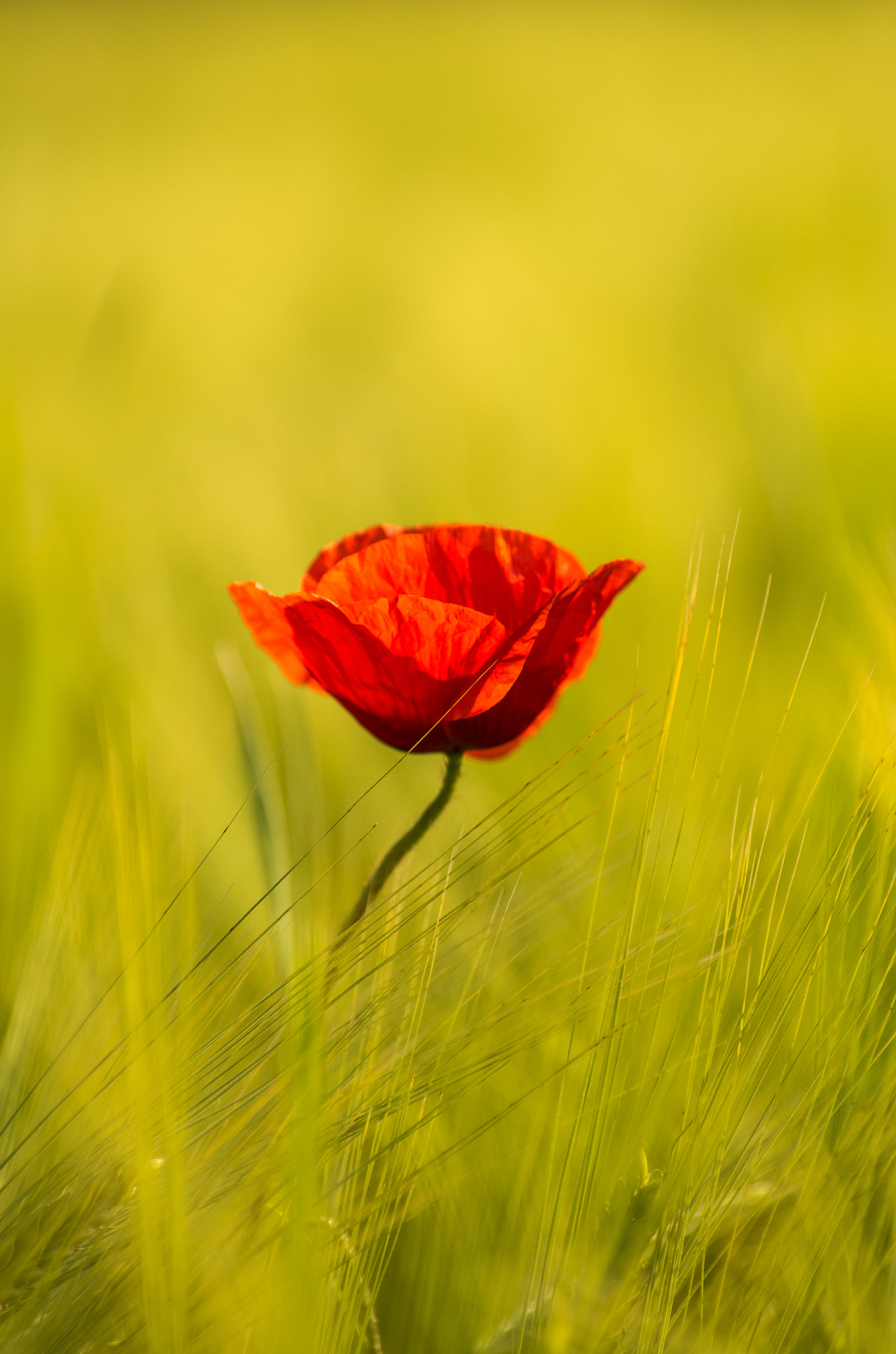 Pentax K-50 + Pentax smc DA* 50-135mm F2.8 ED (IF) SDM sample photo. Lonely red friend photography