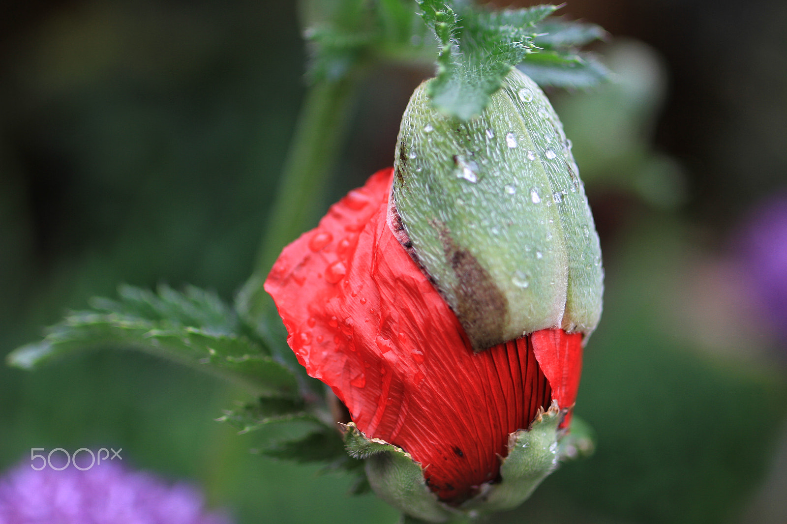 Tamron SP 35mm F1.8 Di VC USD sample photo. Oriental poppy is coming up photography