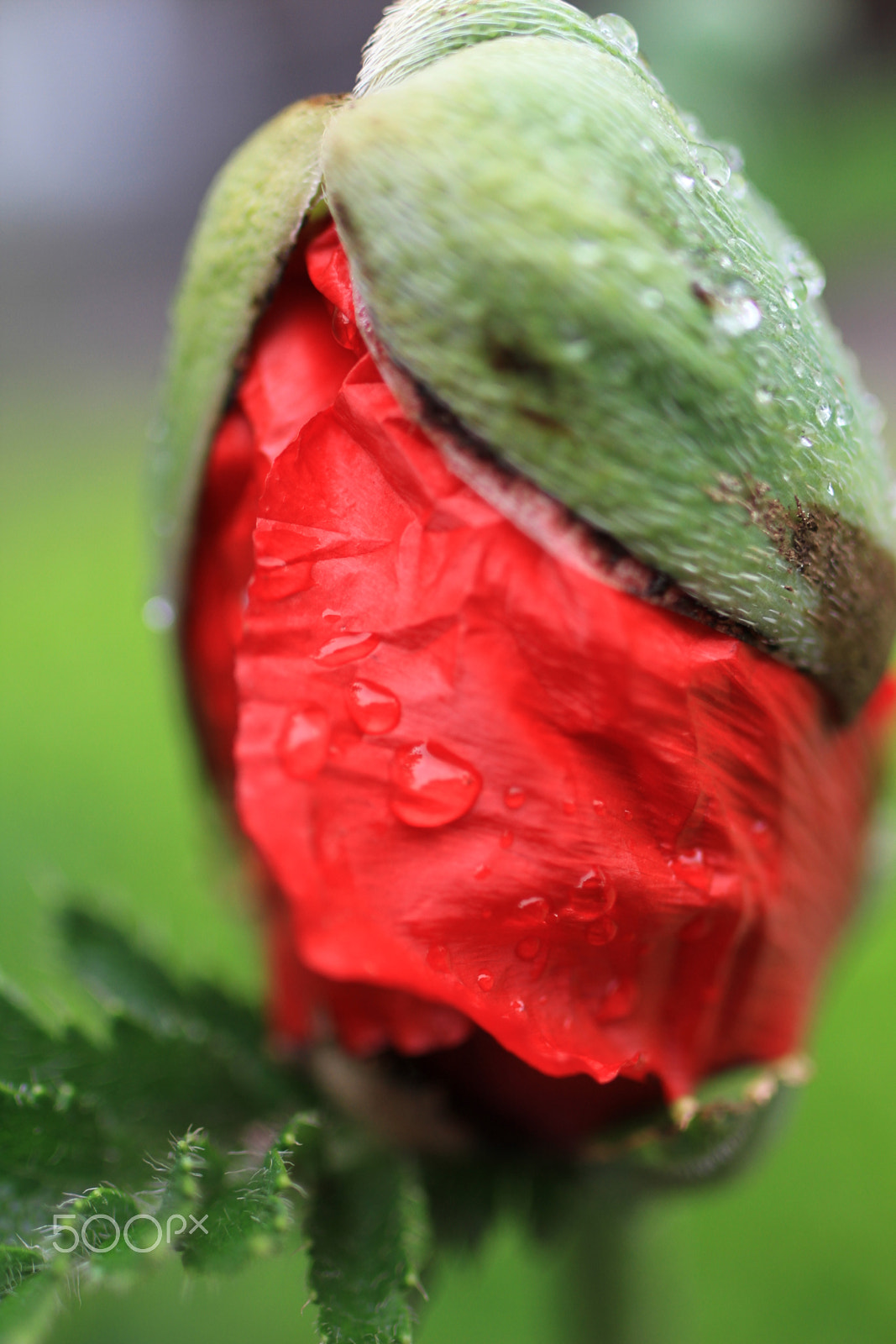 Tamron SP 35mm F1.8 Di VC USD sample photo. Oriental poppy is coming up photography