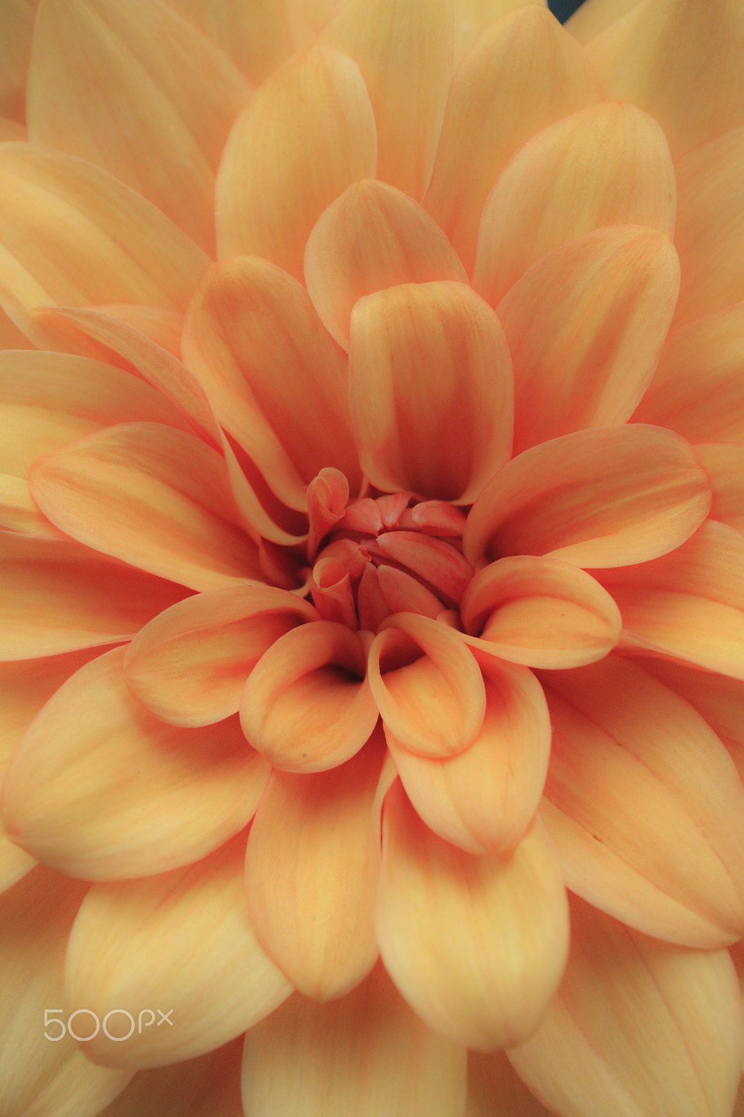Canon EOS-1D Mark IV sample photo. Untittled photography