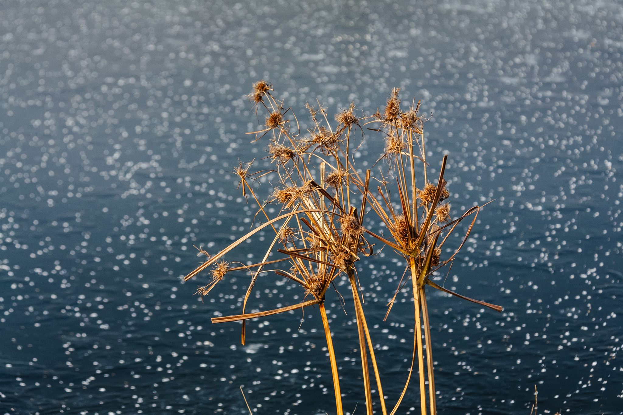 Canon EOS 40D sample photo. Withered grass photography