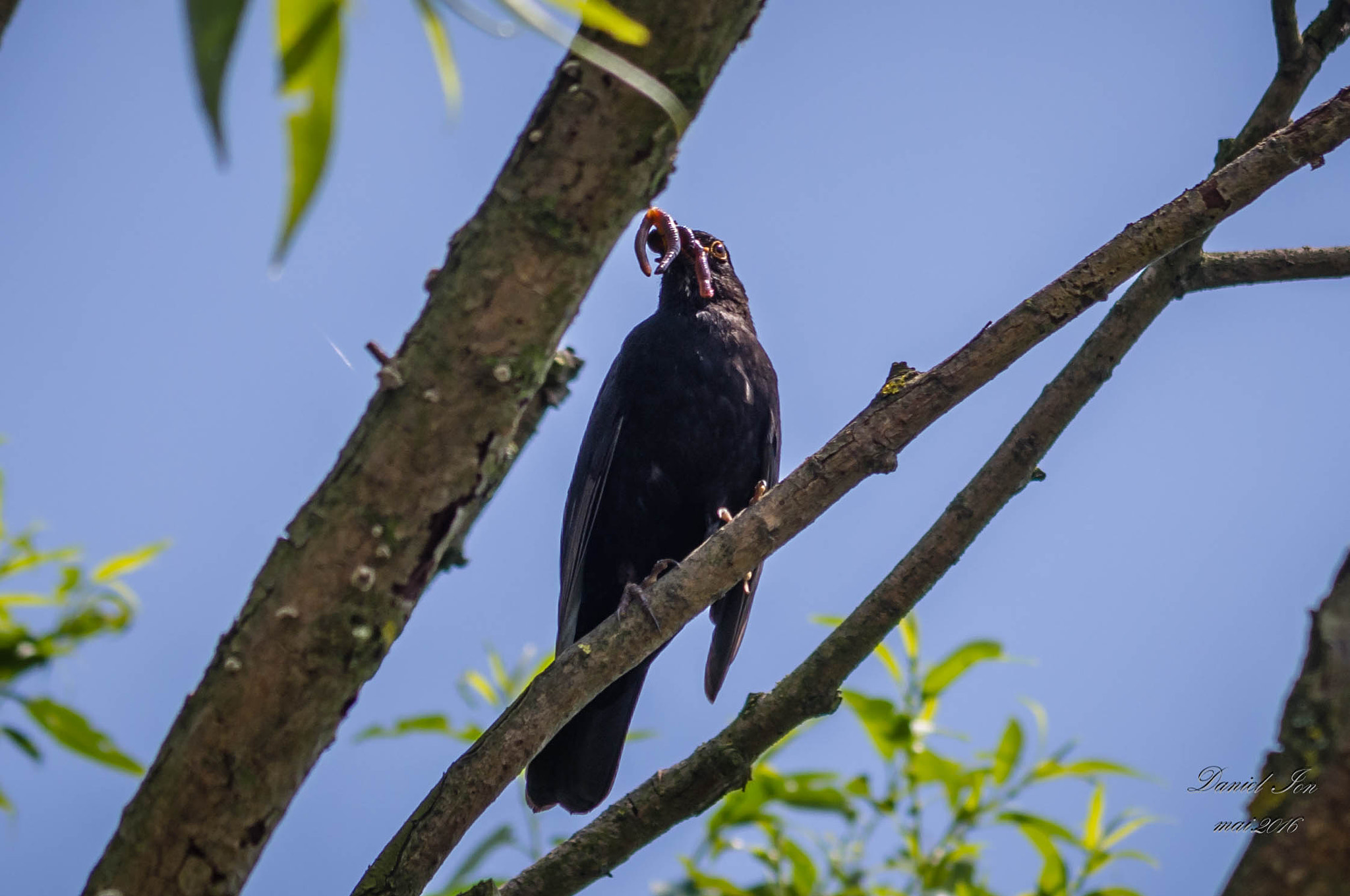 Pentax K-x + smc PENTAX-FA 70-200mm F4-5.6 sample photo. Turdus merula photography