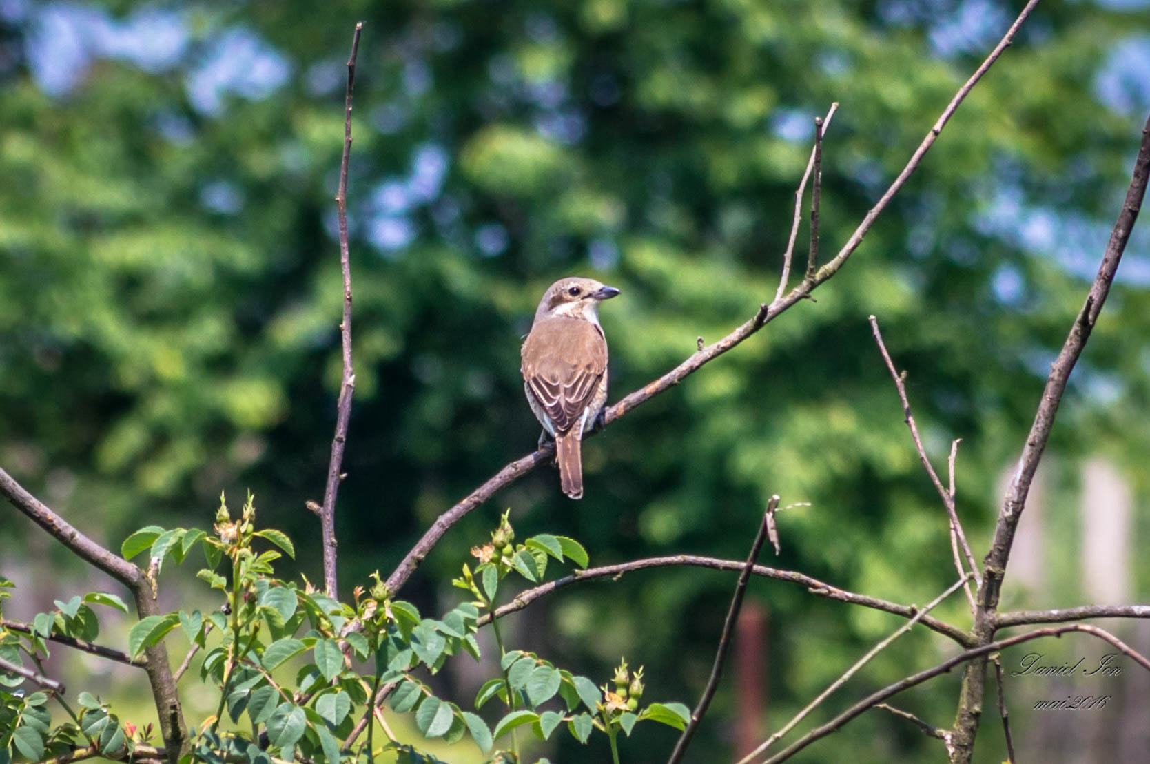 Pentax K-x + smc PENTAX-FA 70-200mm F4-5.6 sample photo. Lanius collurio photography