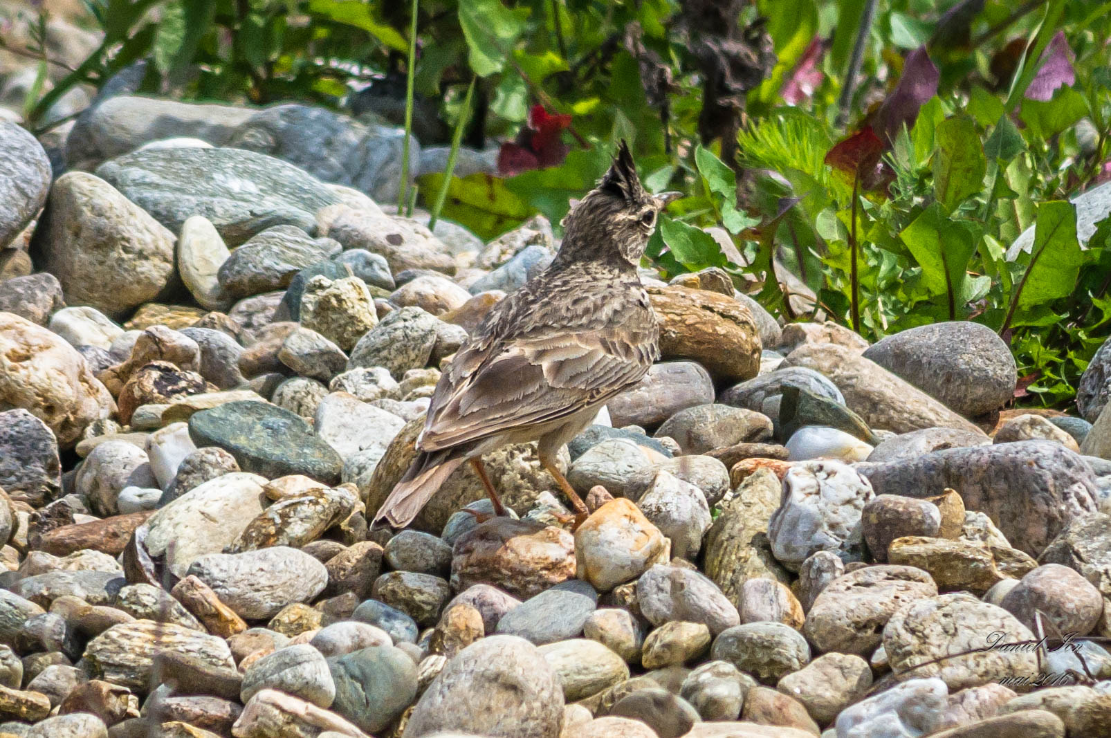 Pentax K-x + smc PENTAX-FA 70-200mm F4-5.6 sample photo. Galerida cristata photography