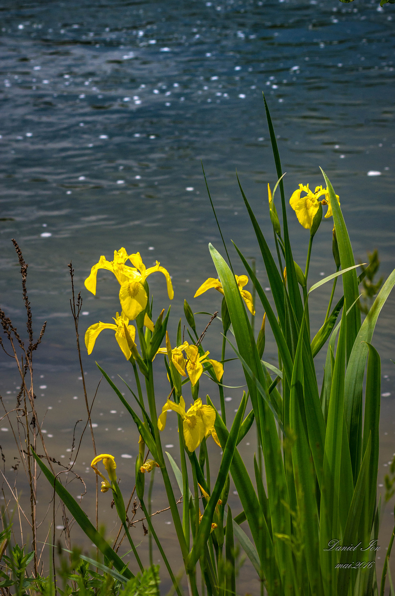 smc PENTAX-FA 70-200mm F4-5.6 sample photo. Flower photography