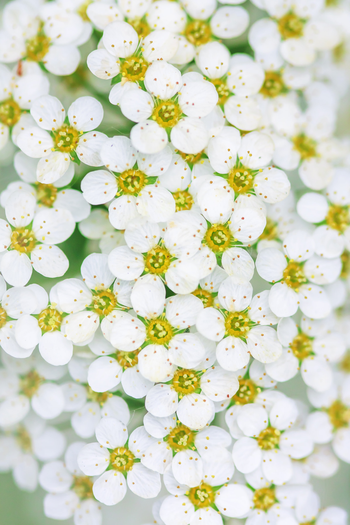 Canon EF 100mm F2.8 Macro USM sample photo. Flower pattern photography