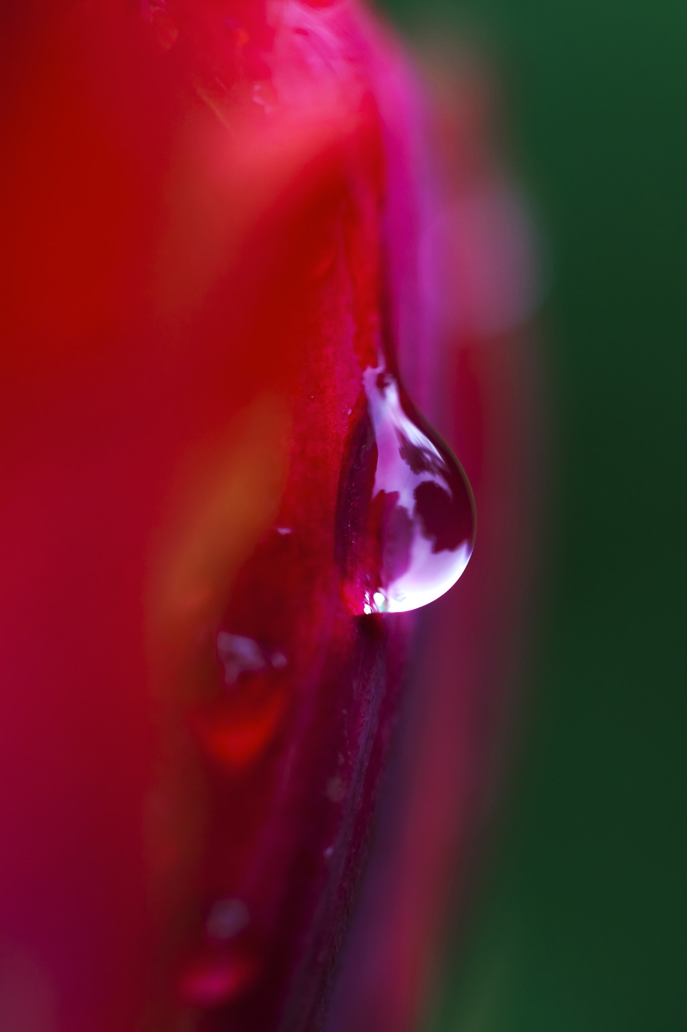Canon EF 100mm F2.8 Macro USM sample photo. Flower tears photography