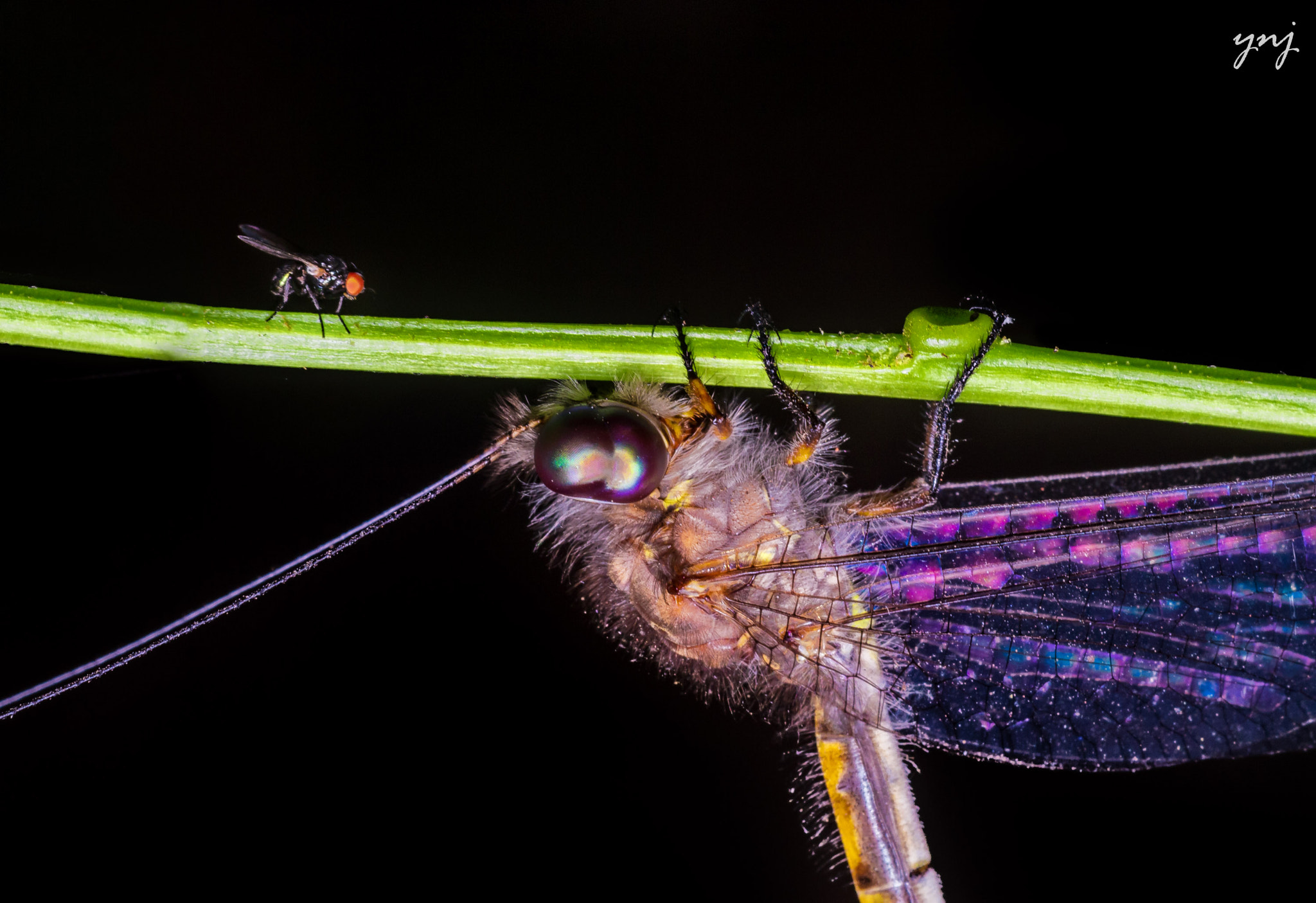 Sigma 70-300mm F4-5.6 APO DG Macro sample photo. David and goliath: fight for the twig: part 1 photography