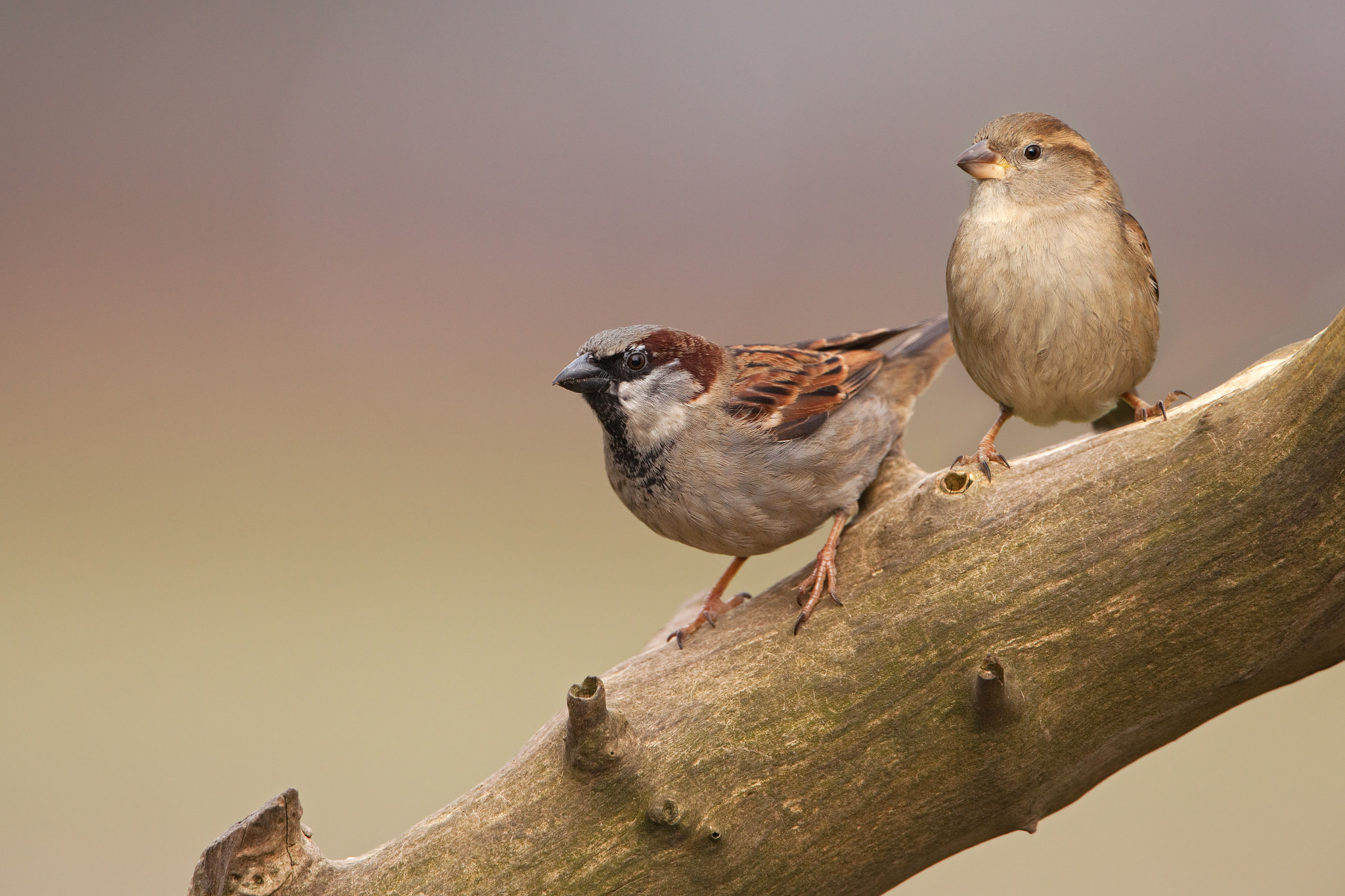 Canon EF 500mm F4L IS USM sample photo. Mr. and mrs. sparrow photography