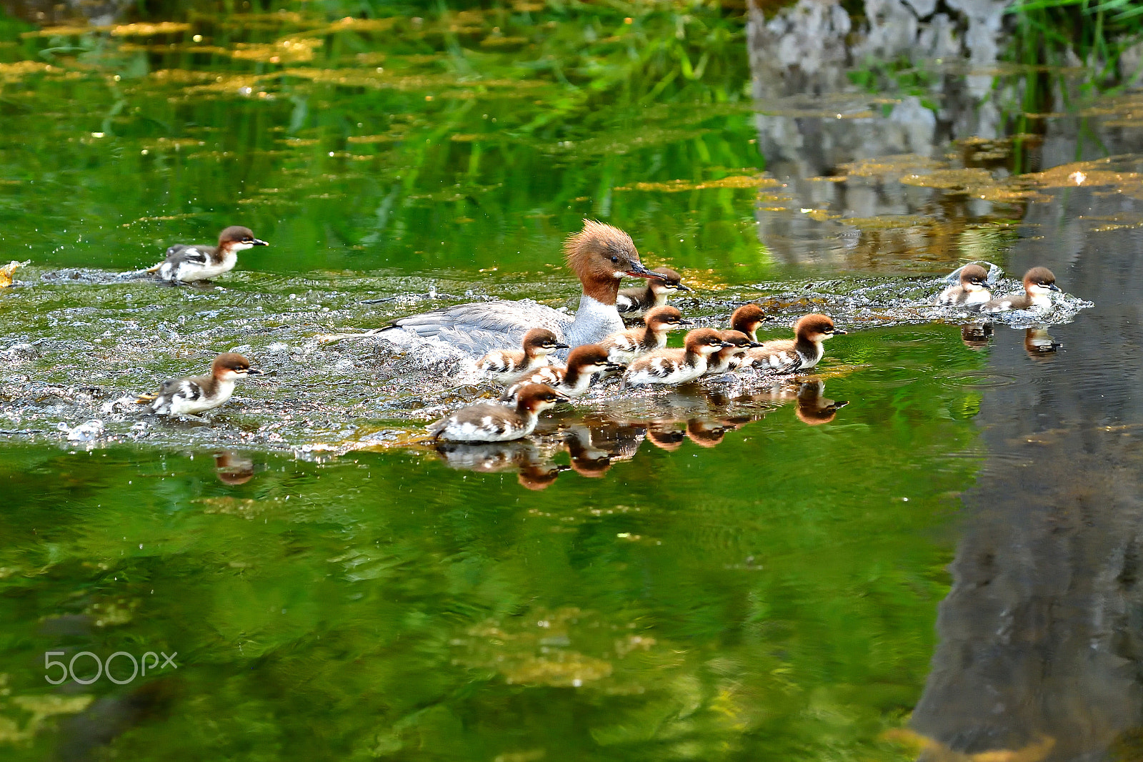 Nikon D5 sample photo. My dear ones photography