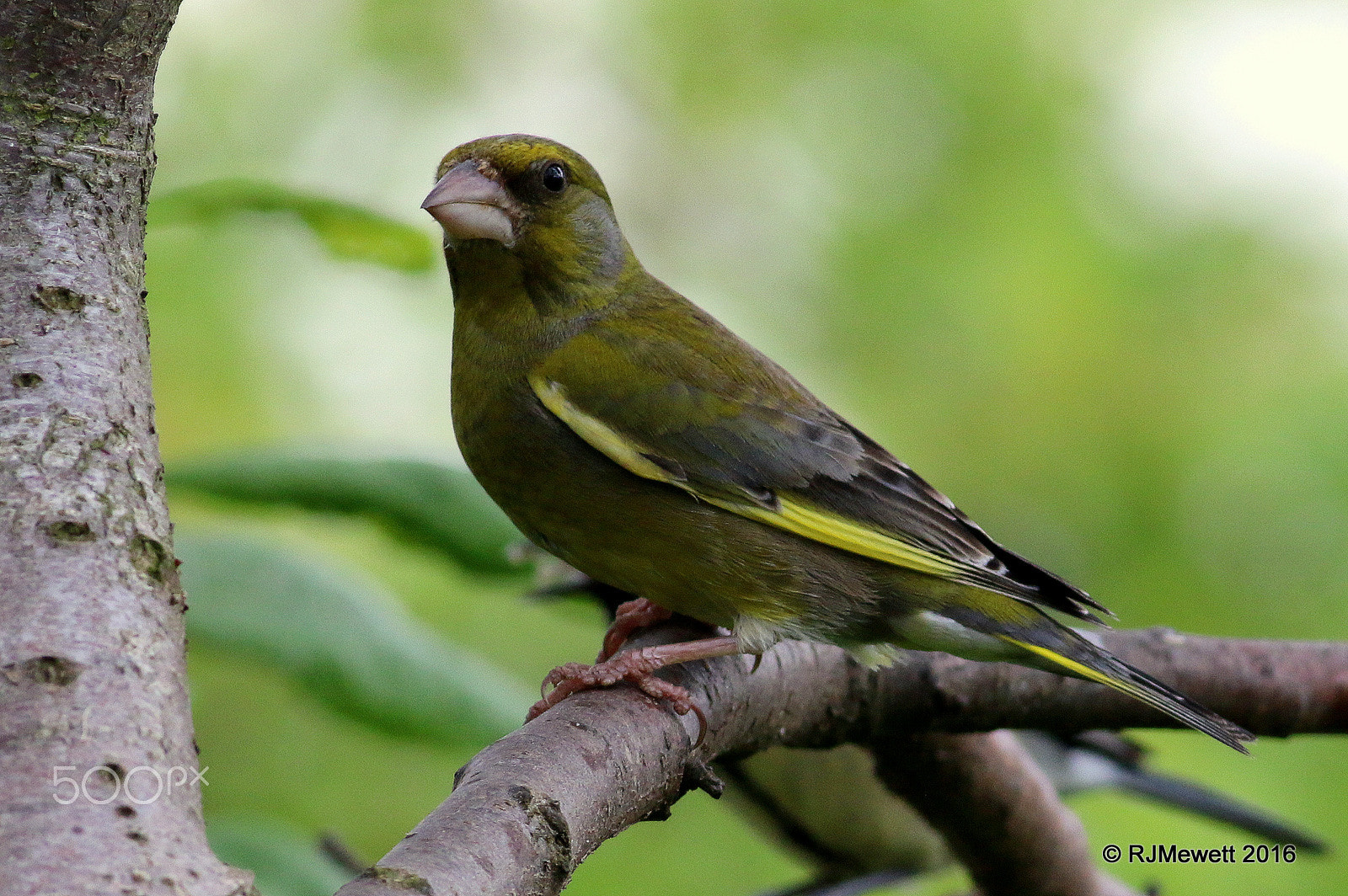 Canon EOS 70D + Canon EF 400mm F5.6L USM sample photo. Greenfinch....... photography