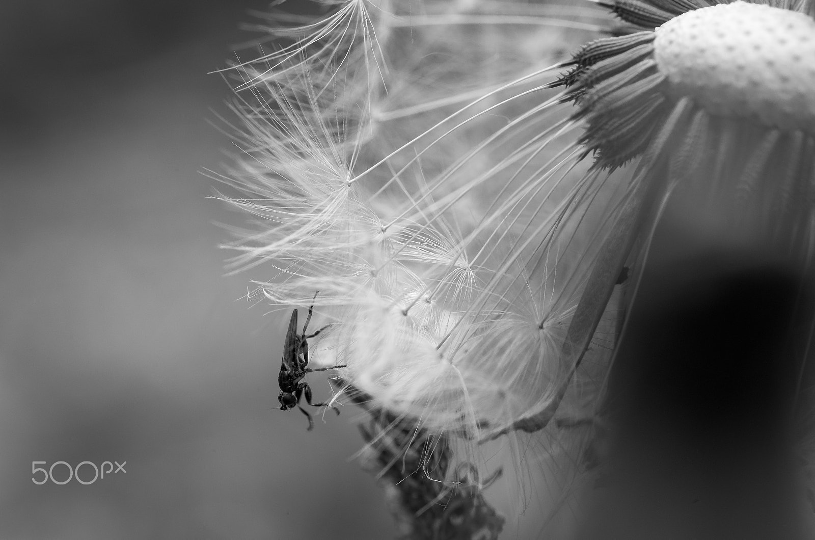 Pentax smc D-FA 50mm F2.8 Macro sample photo. Void's call photography