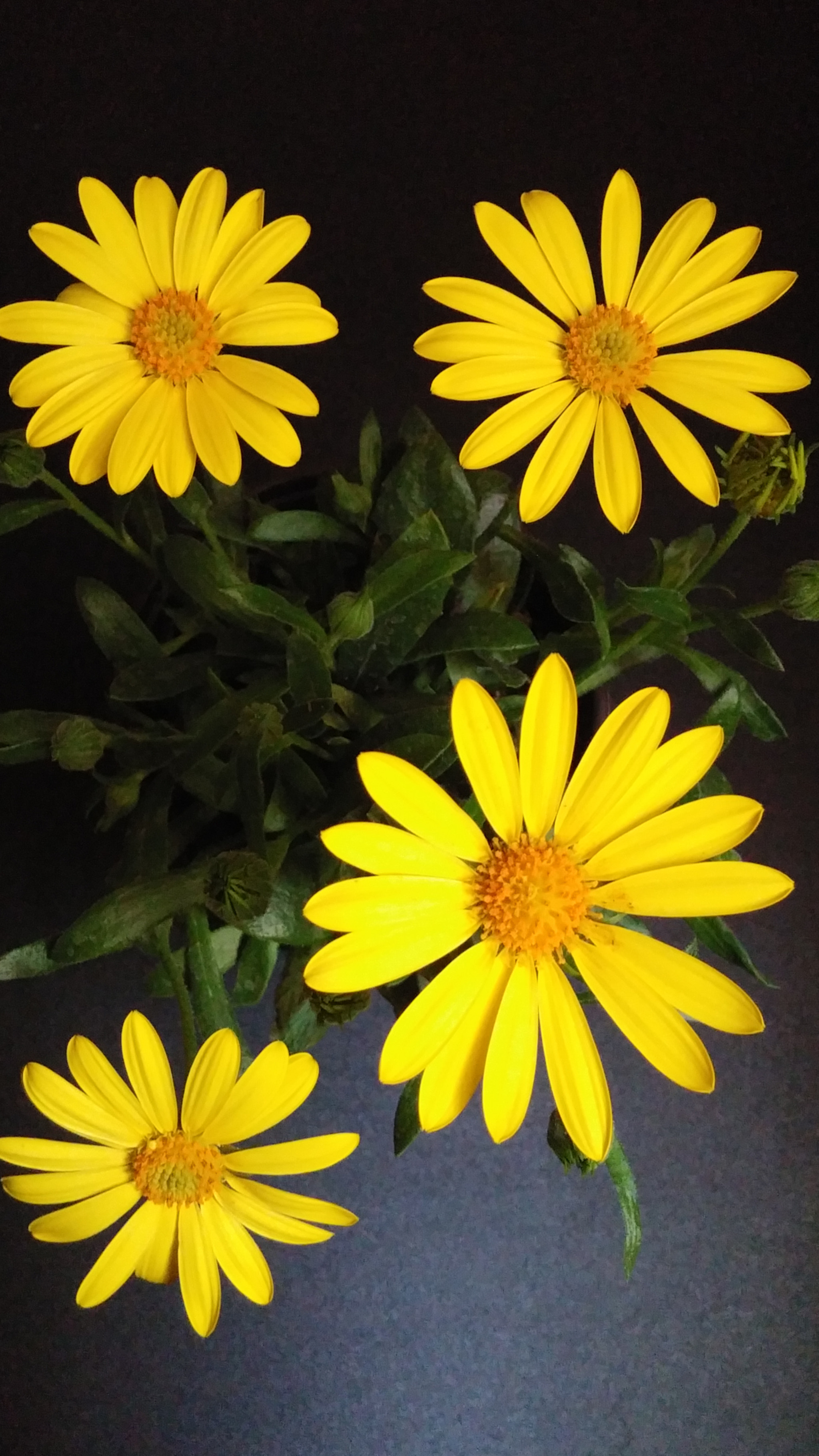 LG G3 CAT.6 sample photo. Dimor 4 (flower language ; eternal love) photography