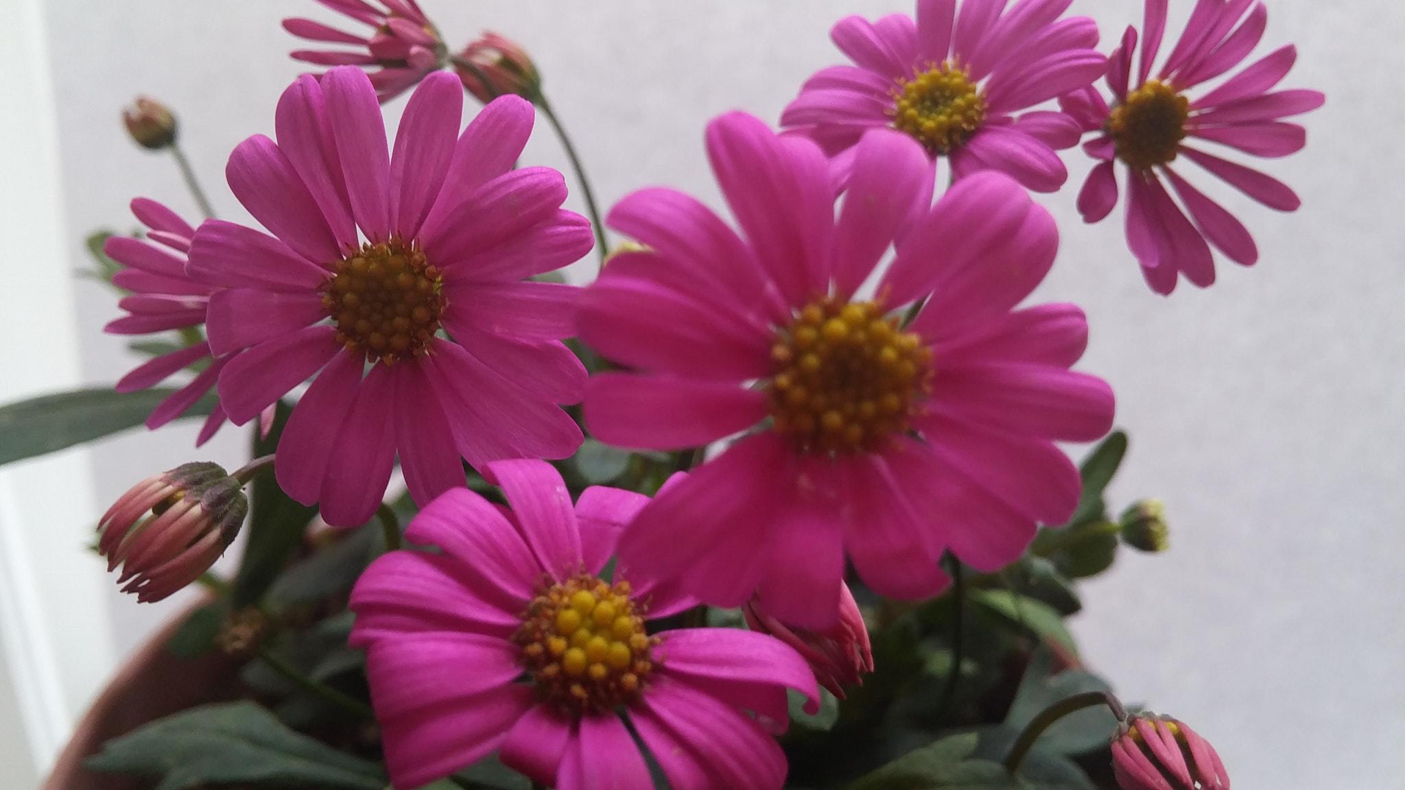 LG G3 CAT.6 sample photo. Pink chrysanthemum 1 photography