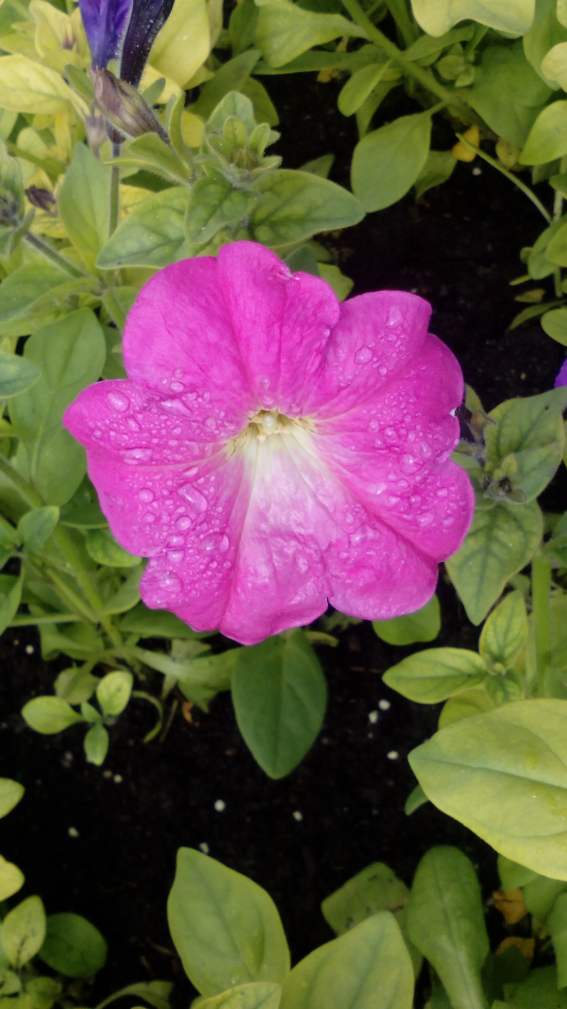 TCT ALCATEL ONE TOUCH 7041X sample photo