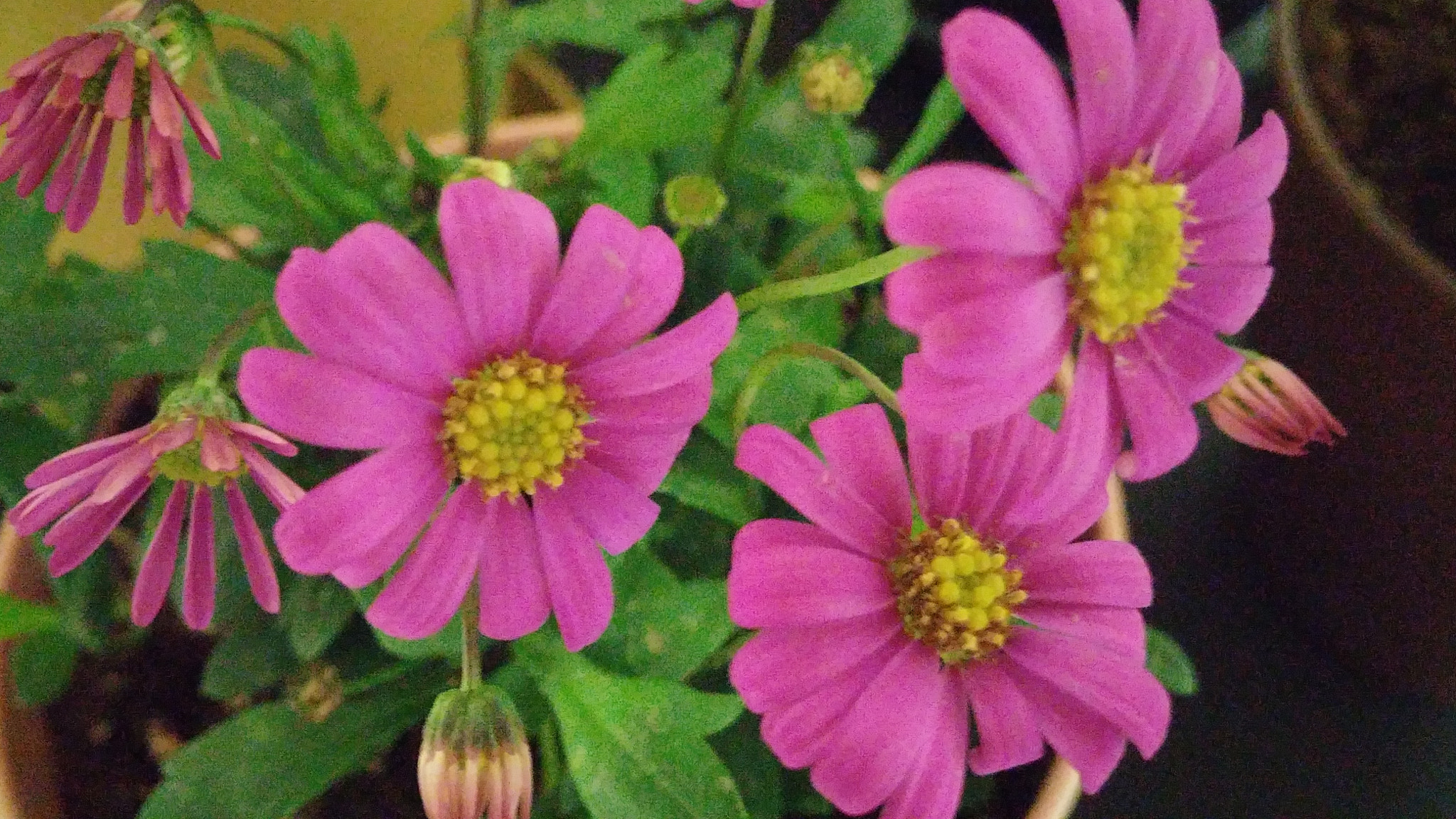 LG G3 CAT.6 sample photo. Pink chrysanthemum 2 photography