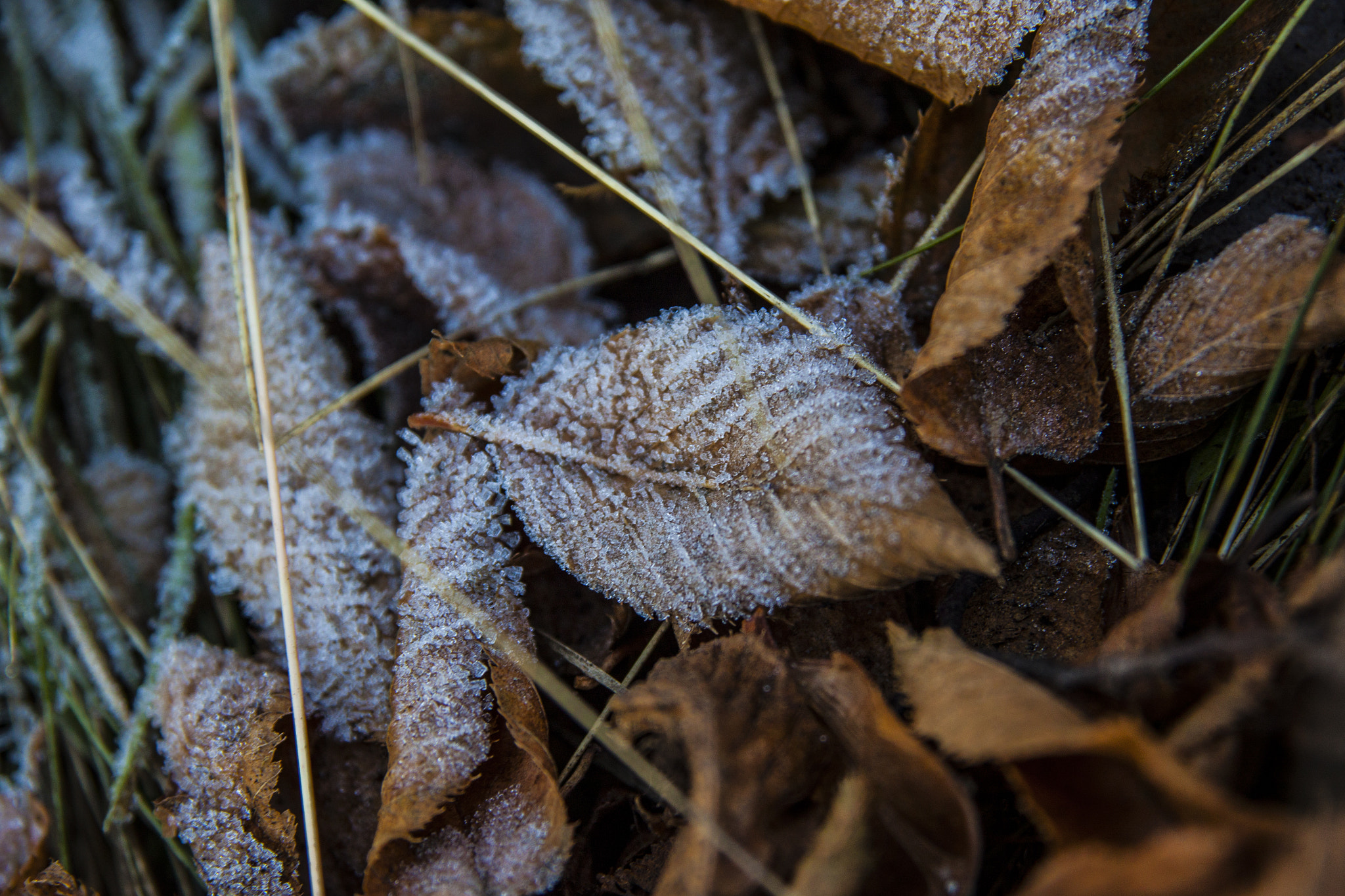 Sigma 17-70mm F2.8-4 DC Macro OS HSM sample photo. Morning ice photography