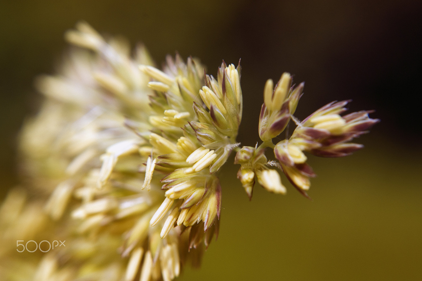 Samsung NX1100 sample photo. Summer photography