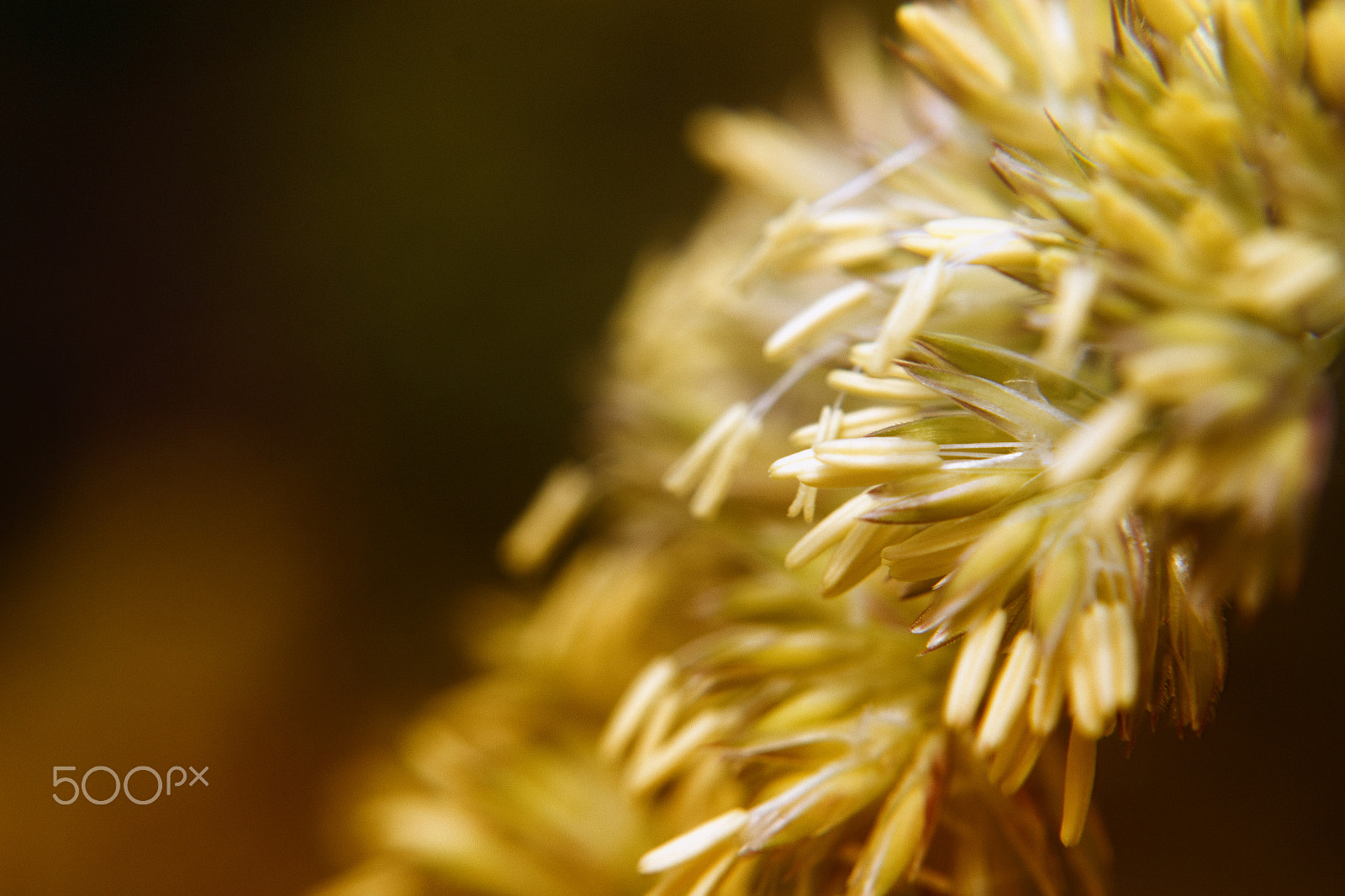 Samsung NX1100 sample photo. Summer photography