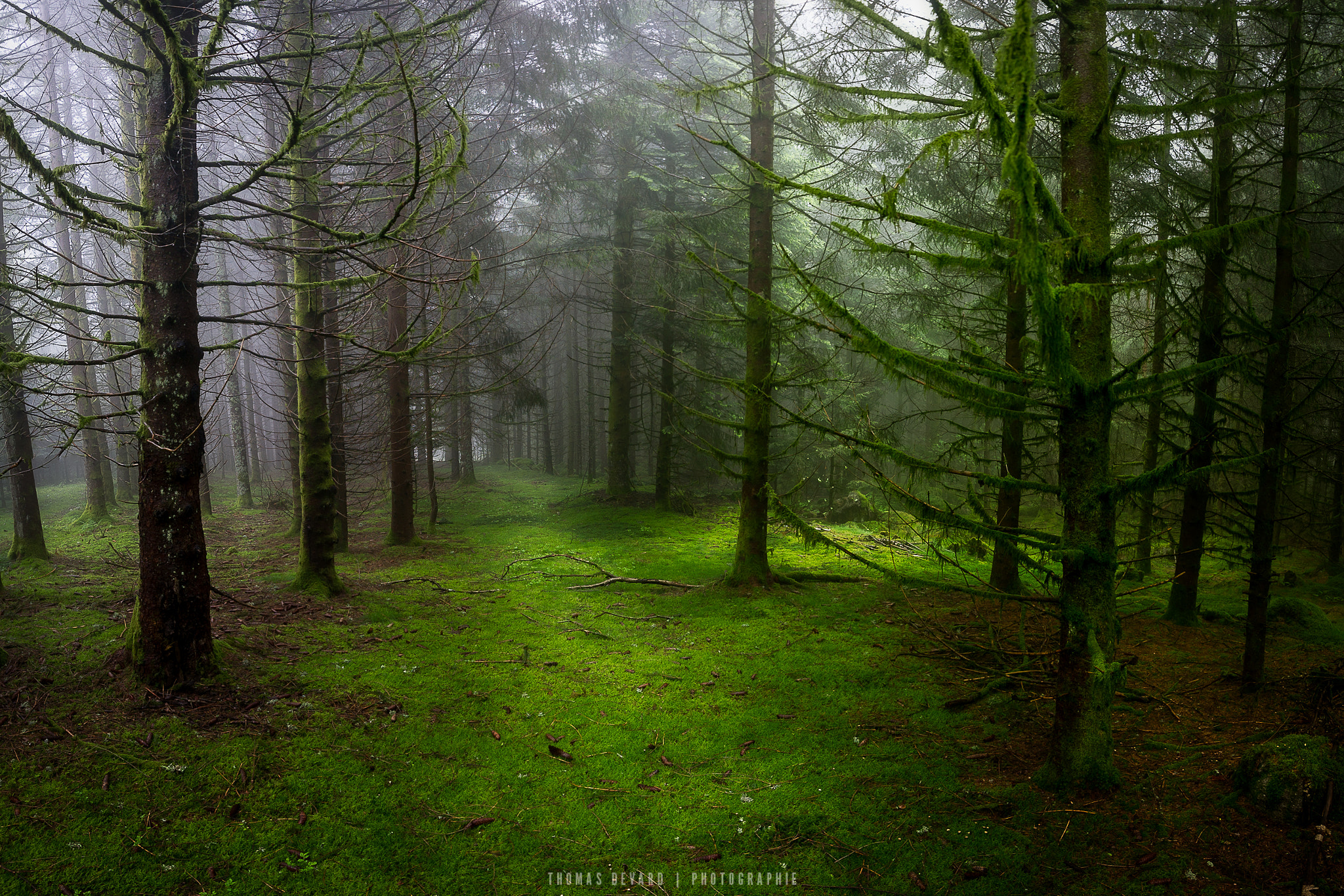 Nikon D3S sample photo. Black forest photography