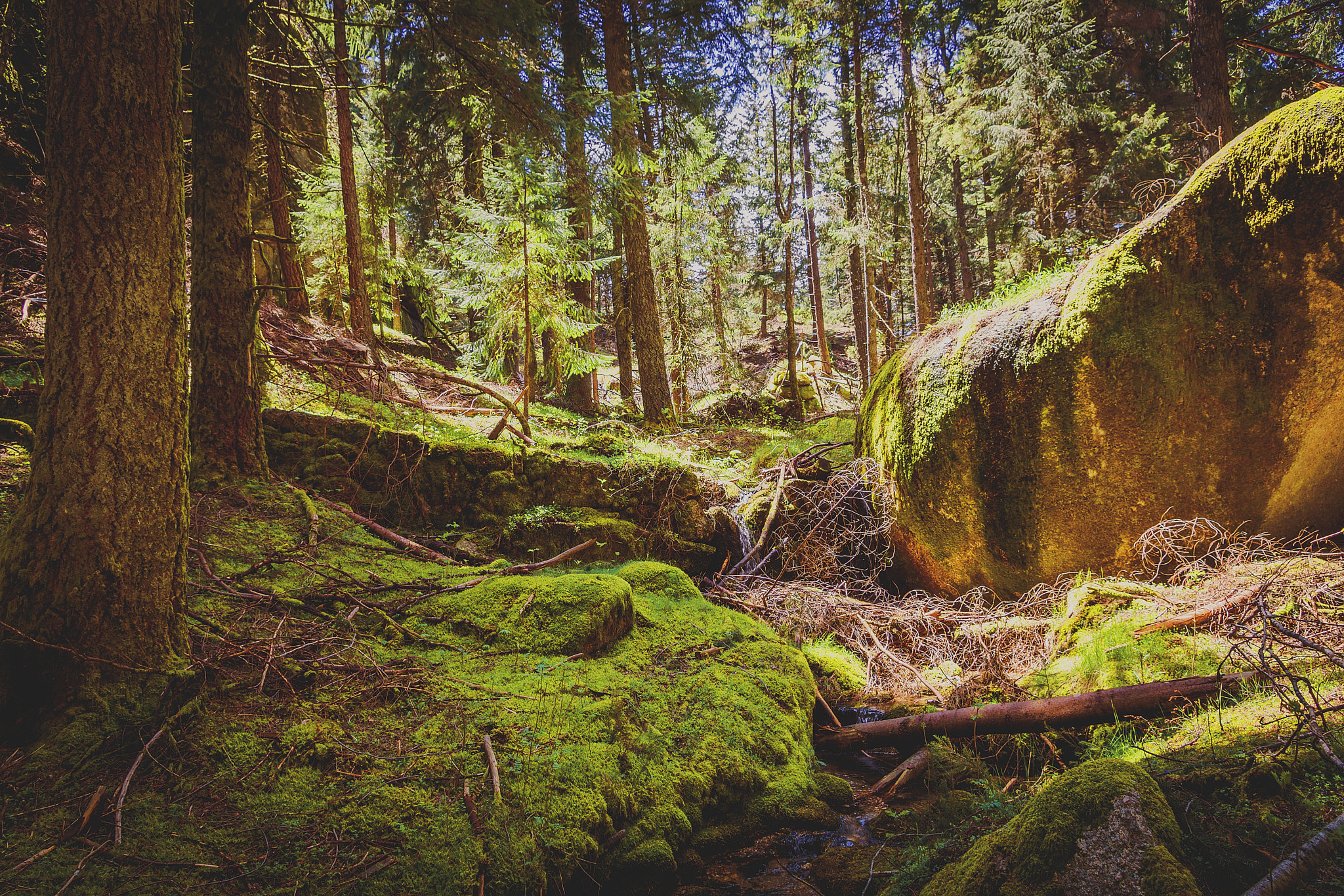 Sony DT 16-105mm F3.5-5.6 sample photo. Messy woods photography