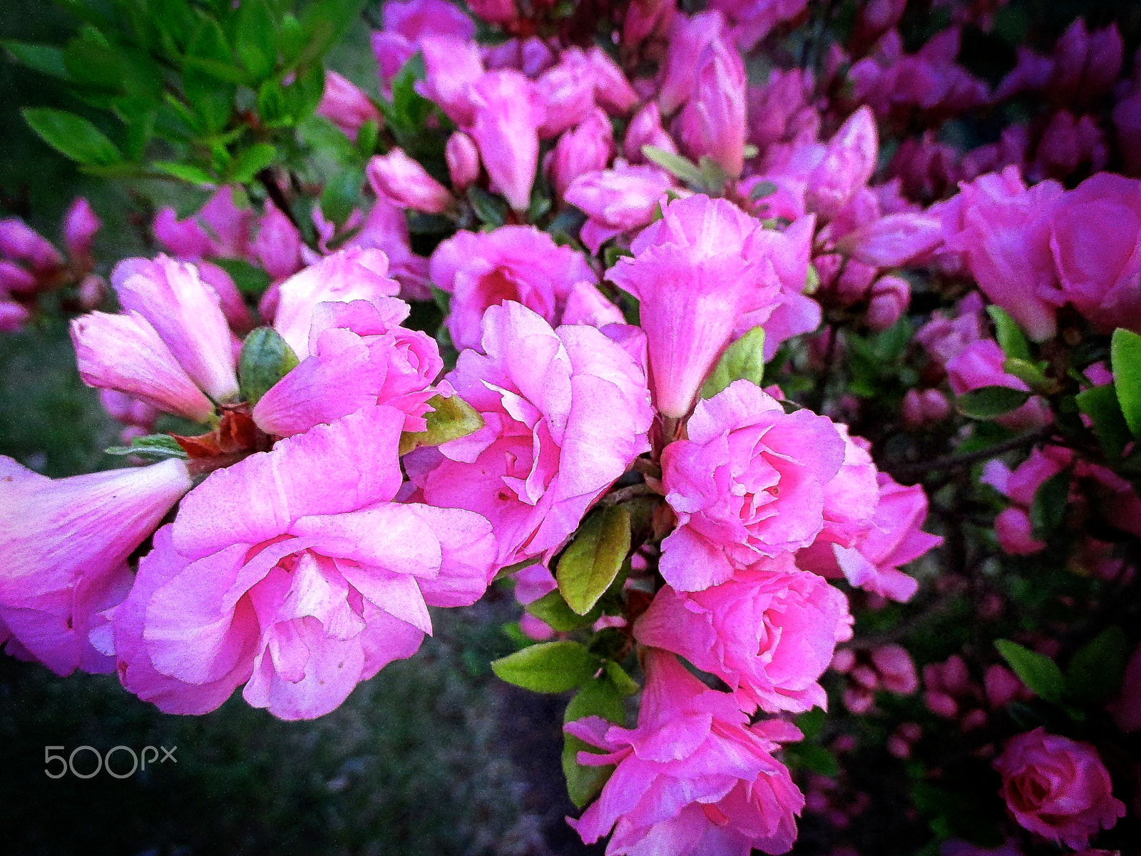Canon PowerShot ELPH 115 IS (IXUS 132 / IXY 90F) sample photo. The bushes with pink flowers photography