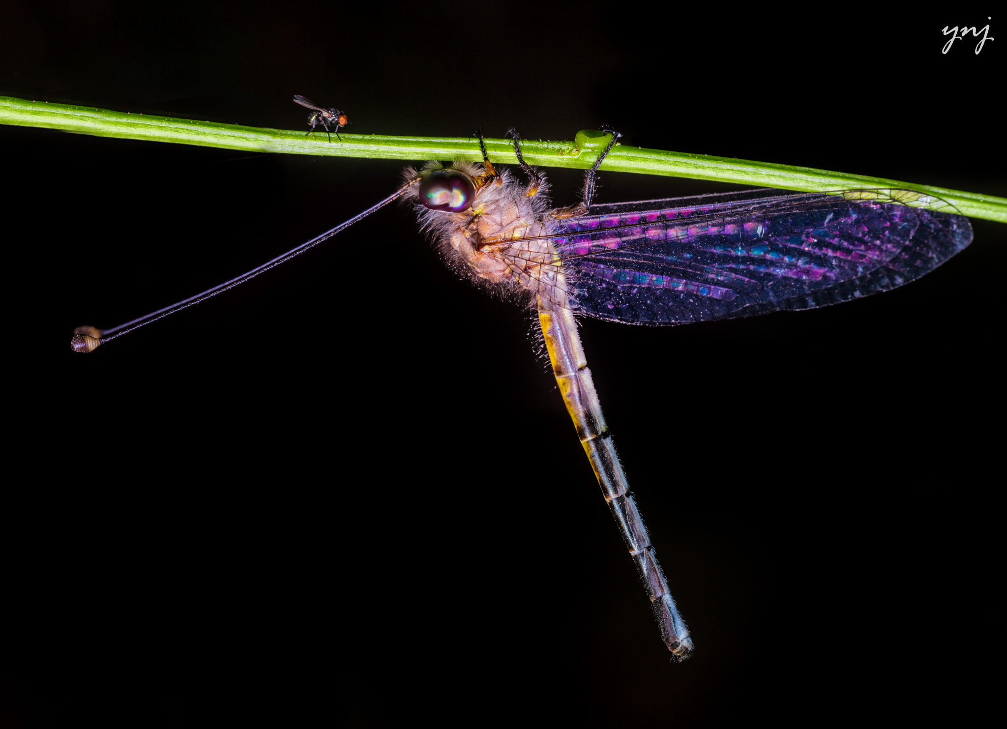 Sigma 70-300mm F4-5.6 APO DG Macro sample photo. David and goliath: fight for the twig: part 1 photography