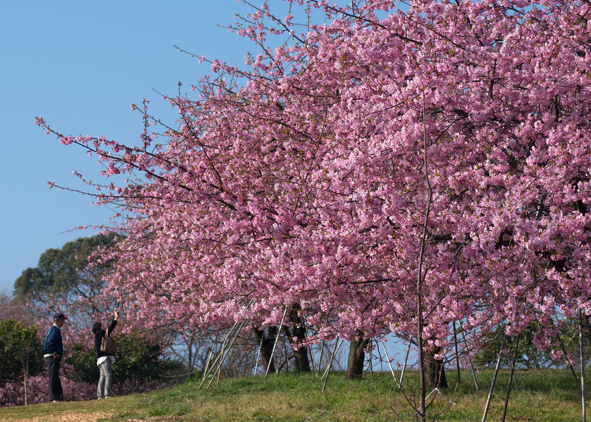 Tamron SP AF 90mm F2.8 Di Macro sample photo. Japanese cherry photography