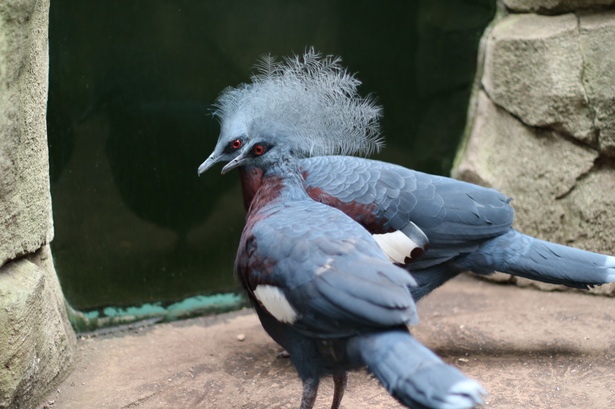 Canon EOS 750D (EOS Rebel T6i / EOS Kiss X8i) + Canon EF 50mm F1.4 USM sample photo. Siamese royal pigeons photography